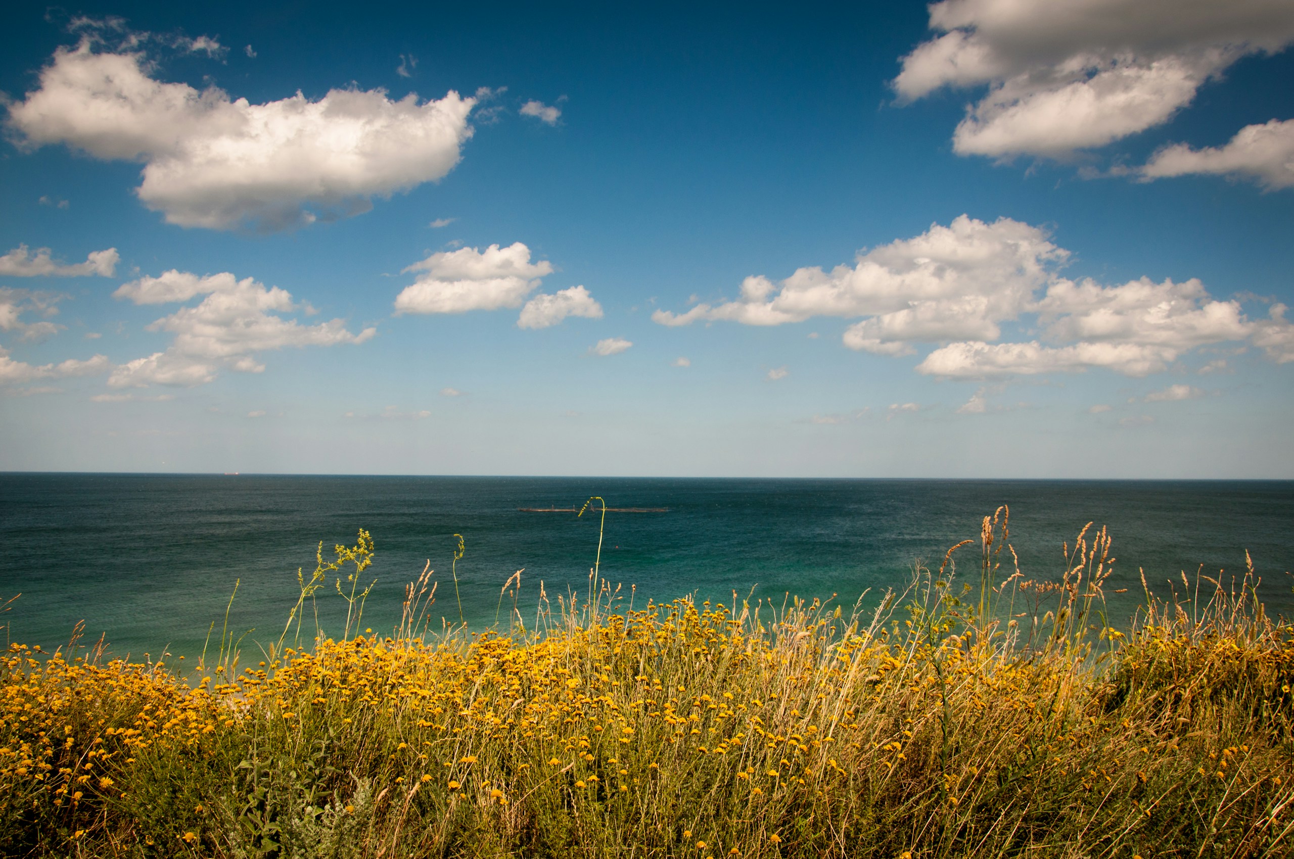 Yellow flowers on a grassy shore overlooking the sea HD Wallpaper