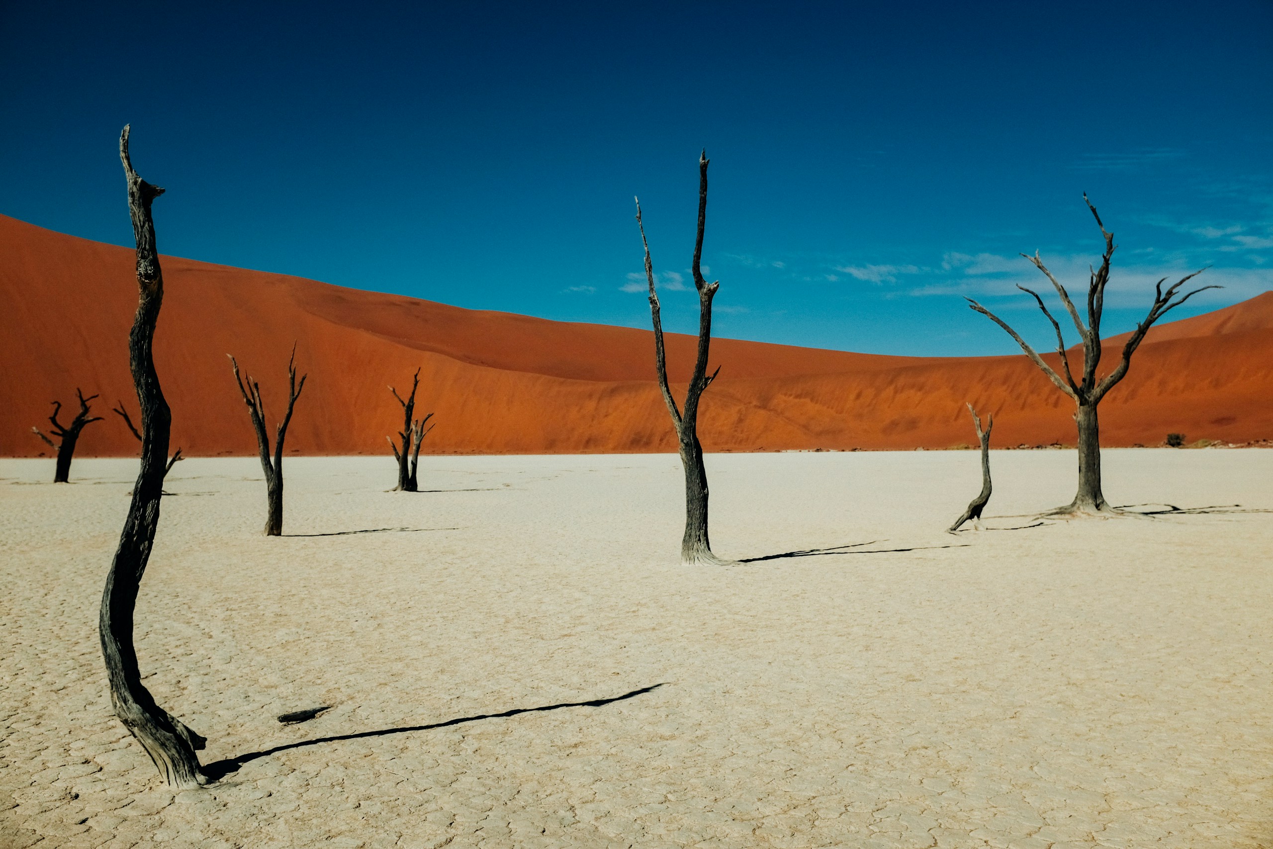 Dead Camel Thorn Trees in Deadvlei Namibia HD Wallpaper