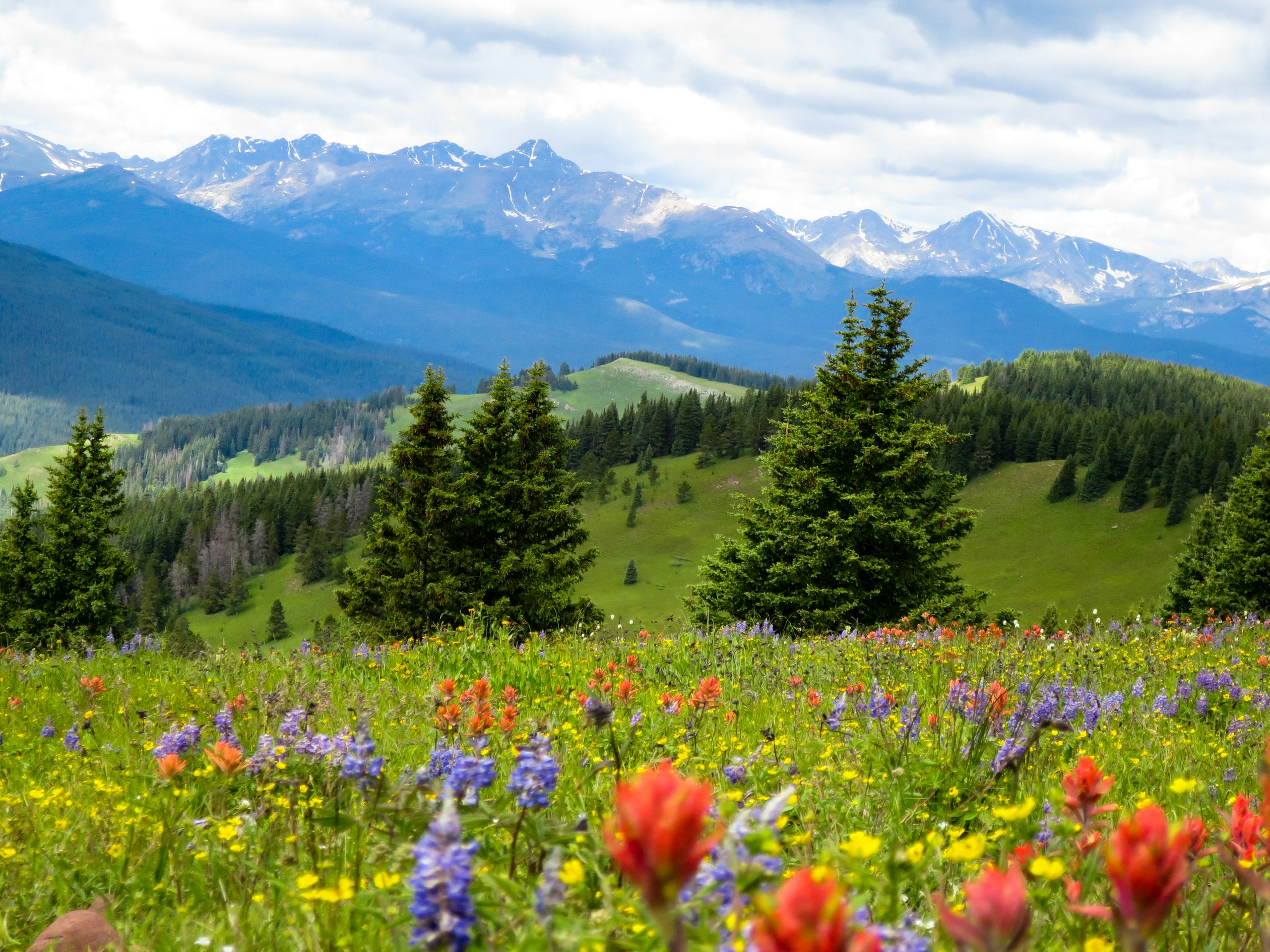 Colorful Wildflowers in a Mountain Meadow Landscape HD Wallpaper