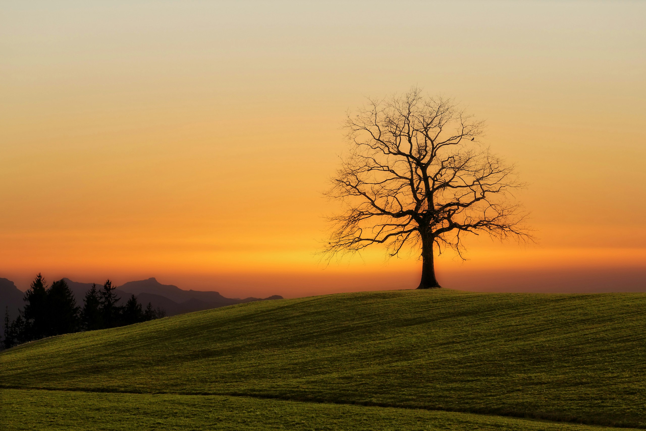 Bare tree on a grassy hill at sunset HD Wallpaper
