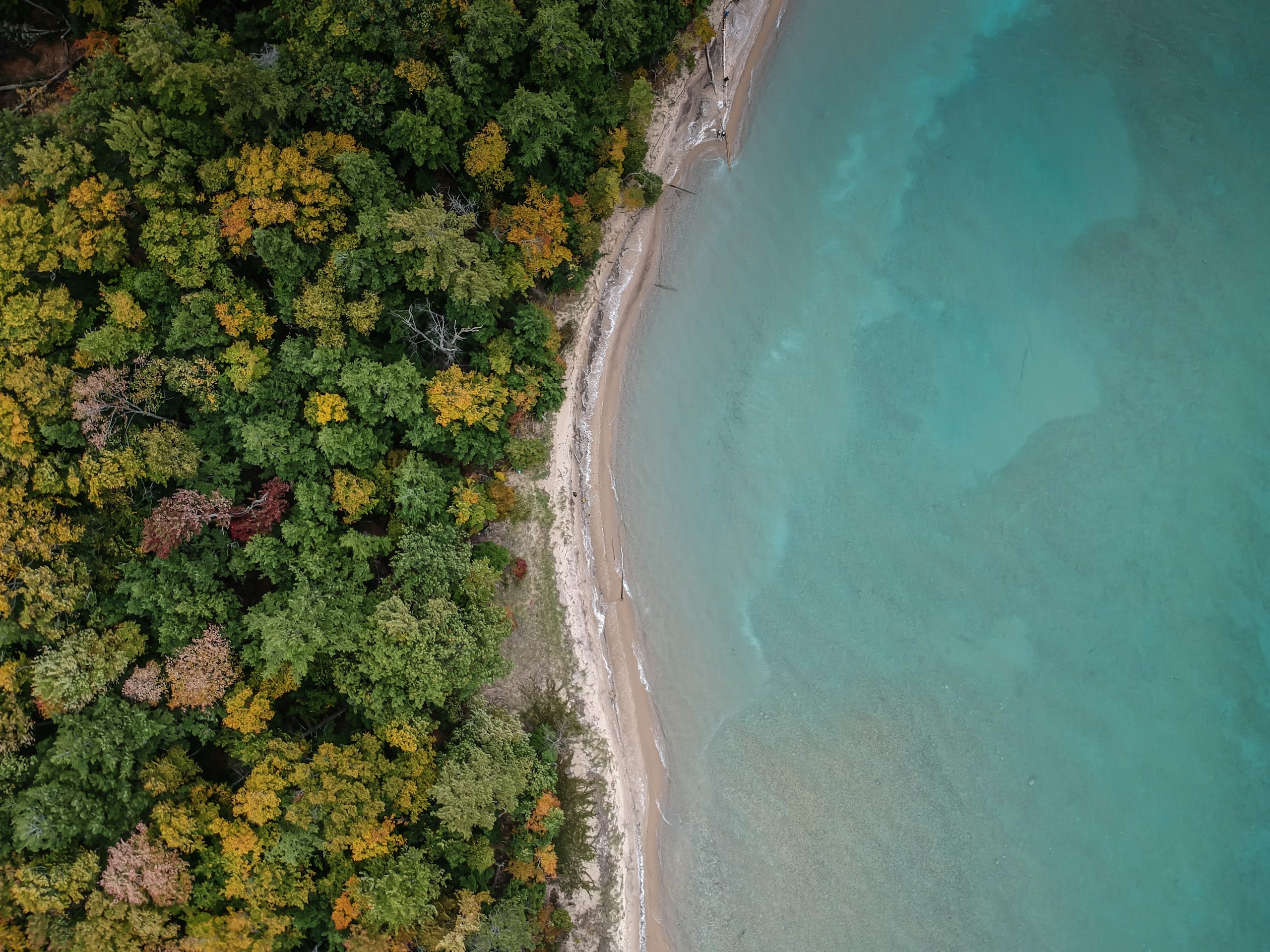 Aerial view of a forest shoreline and turquoise water HD Wallpaper