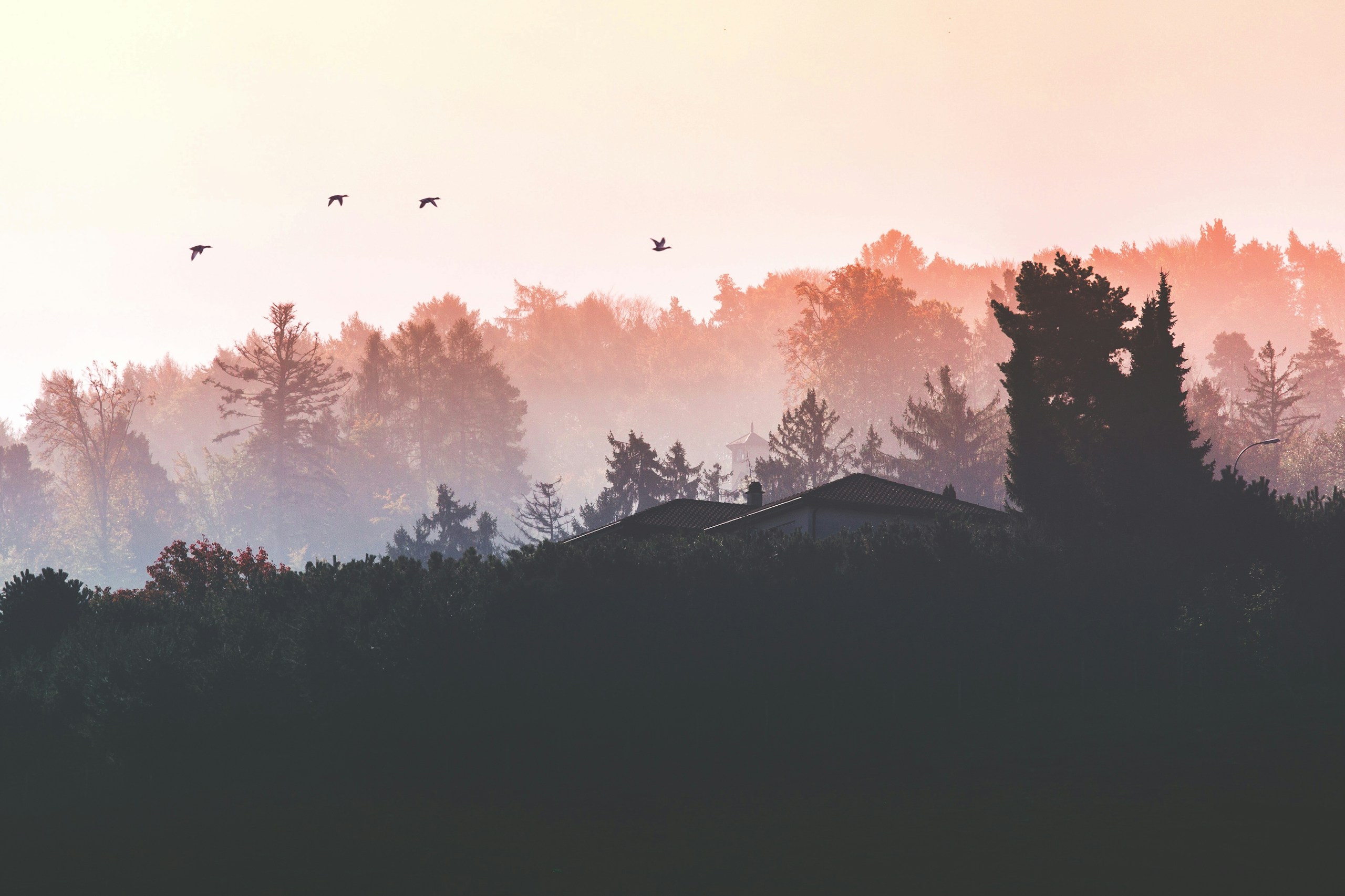 Misty Forest Landscape with House Silhouette and Birds HD Wallpaper