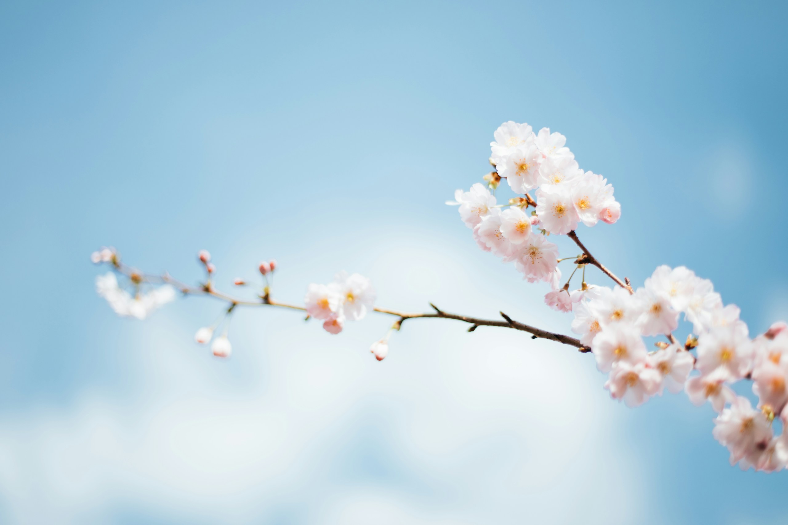 Spring Cherry Blossoms on Branch Against Blue Sky HD Wallpaper