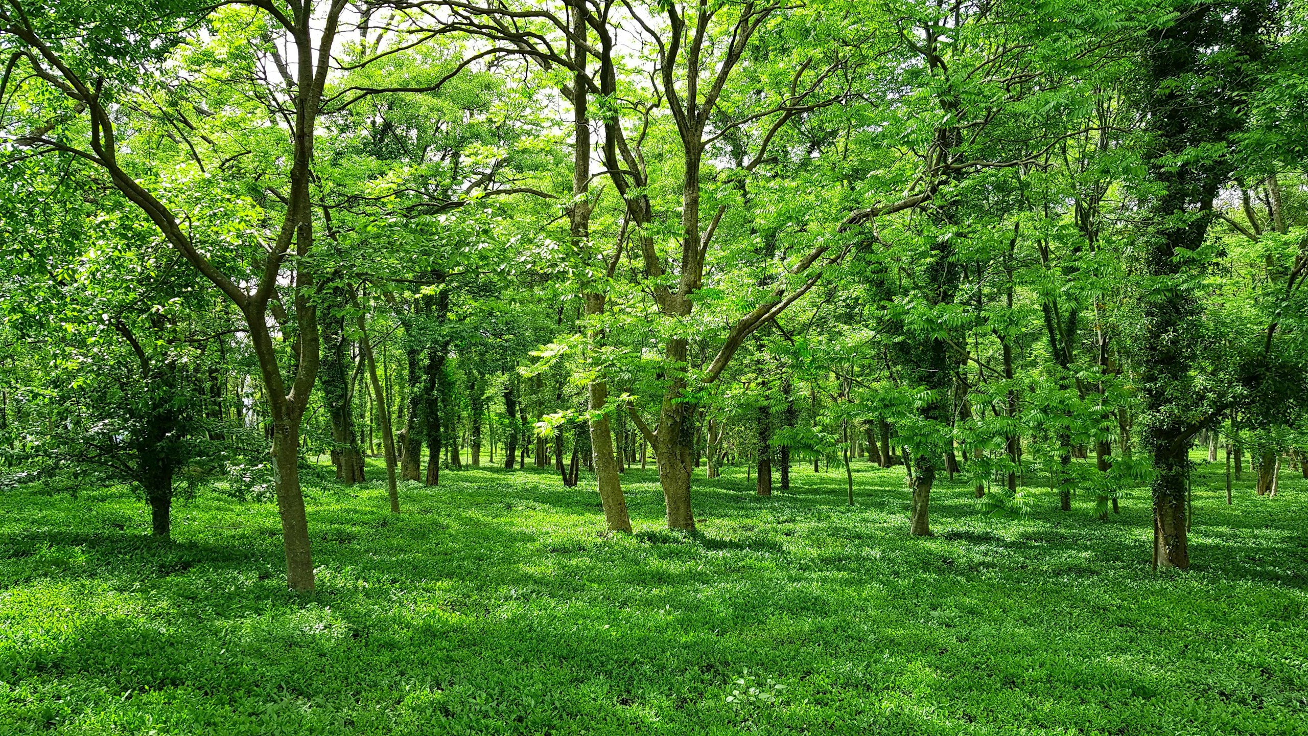 Lush green forest with grassy ground cover HD Wallpaper