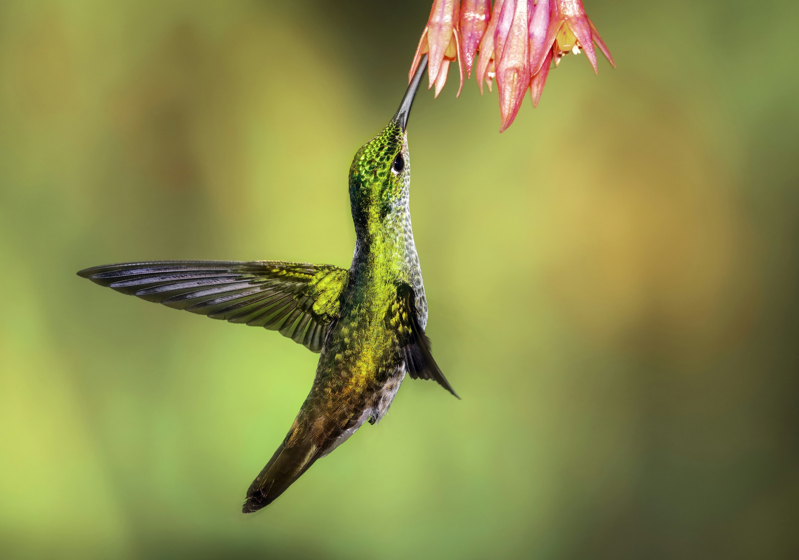 Andean Emerald hummingbird feeding on pink flowers HD Wallpaper