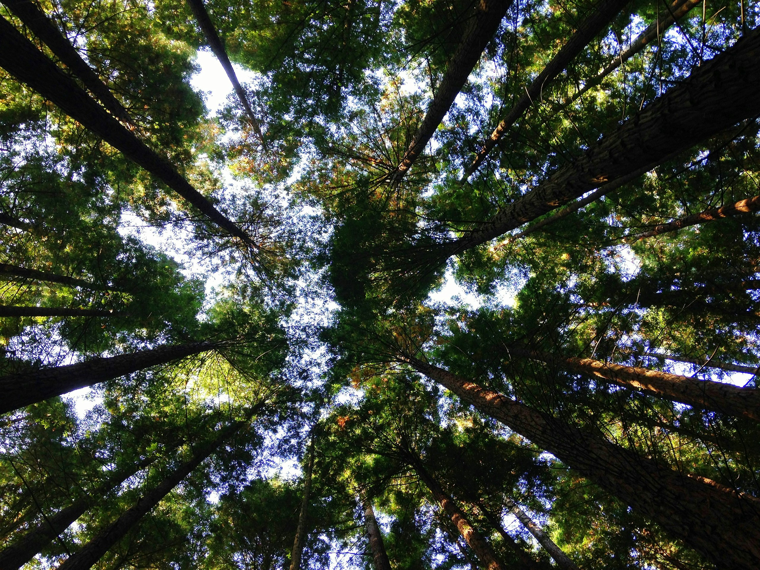 Looking Up at Tall Forest Trees and Canopy HD Wallpaper