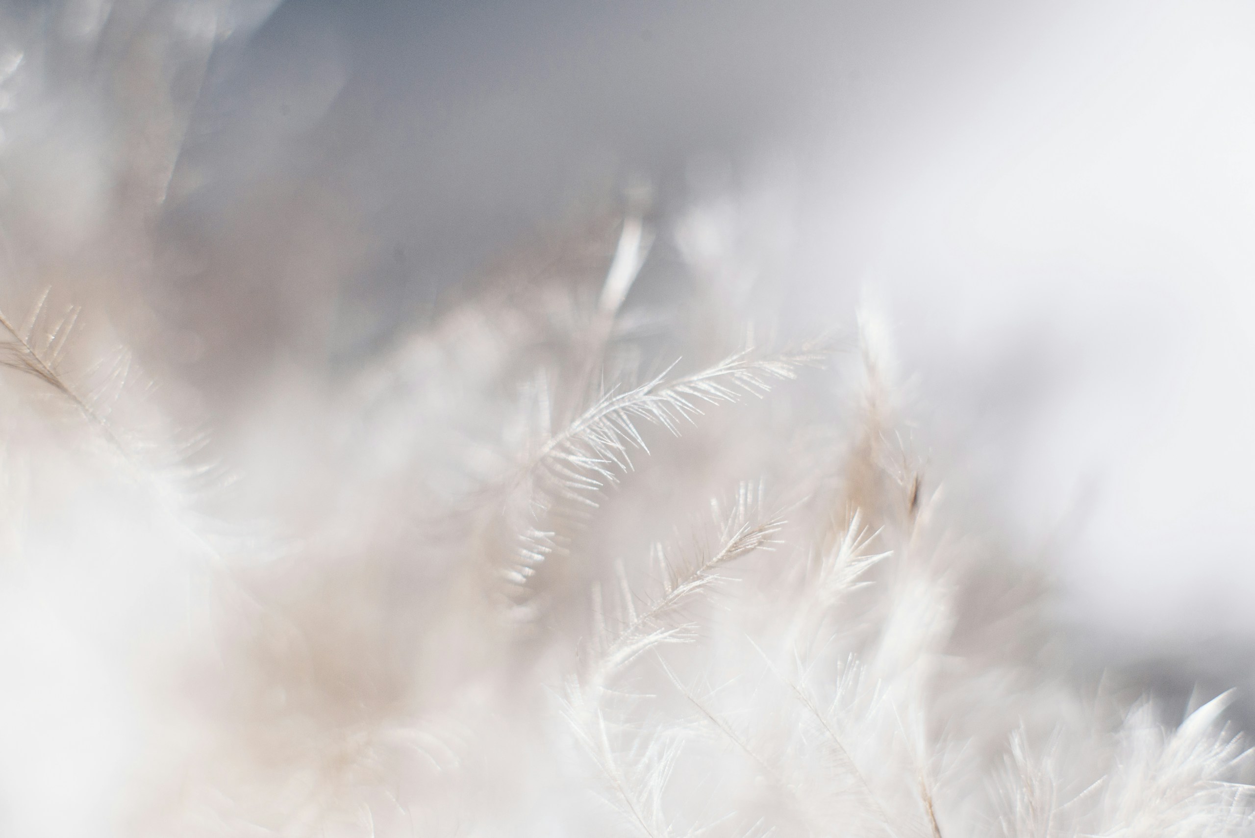 Macro Shot of Soft White Feathers HD Wallpaper