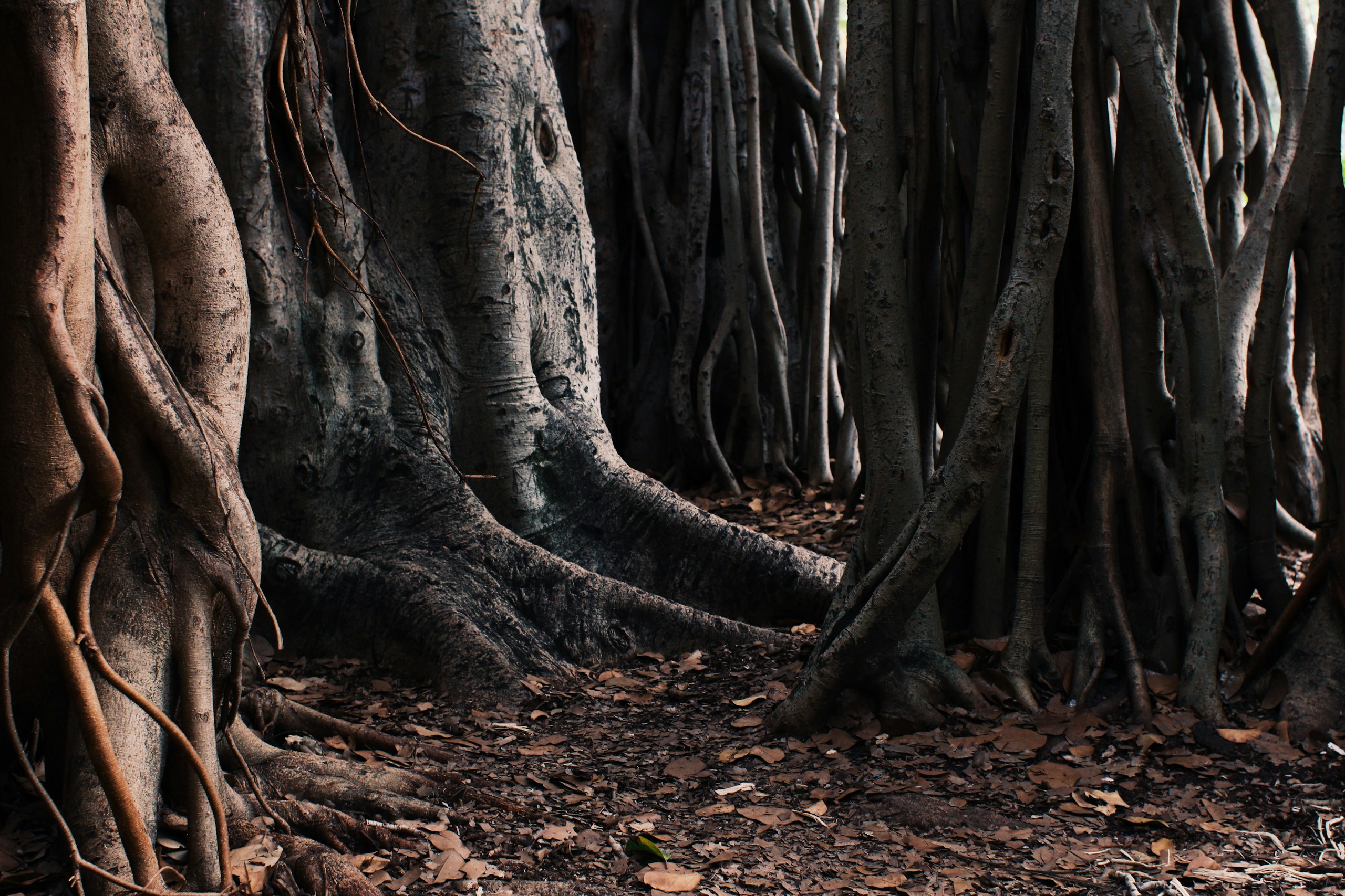 Dense Banyan Tree Trunks and Aerial Roots HD Wallpaper