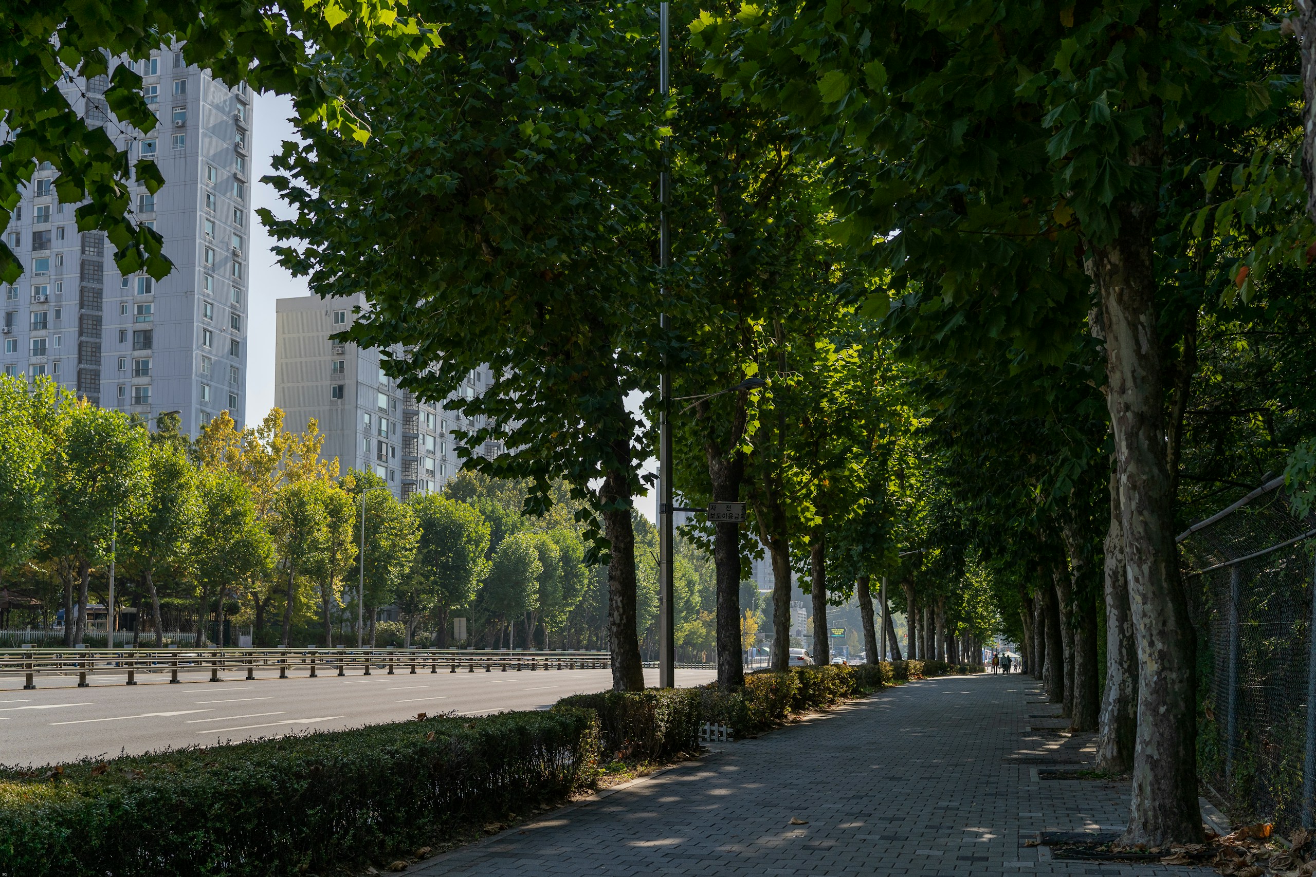 Tree-Lined Sidewalk Next to a City Street HD Wallpaper