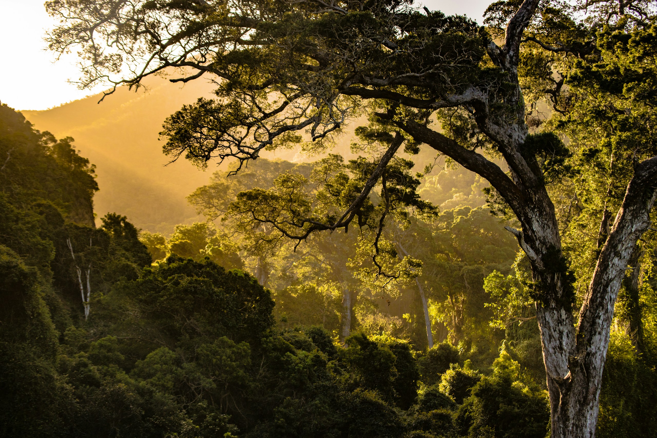 Golden Sunset over Nature's Valley Forest in South Africa HD Wallpaper