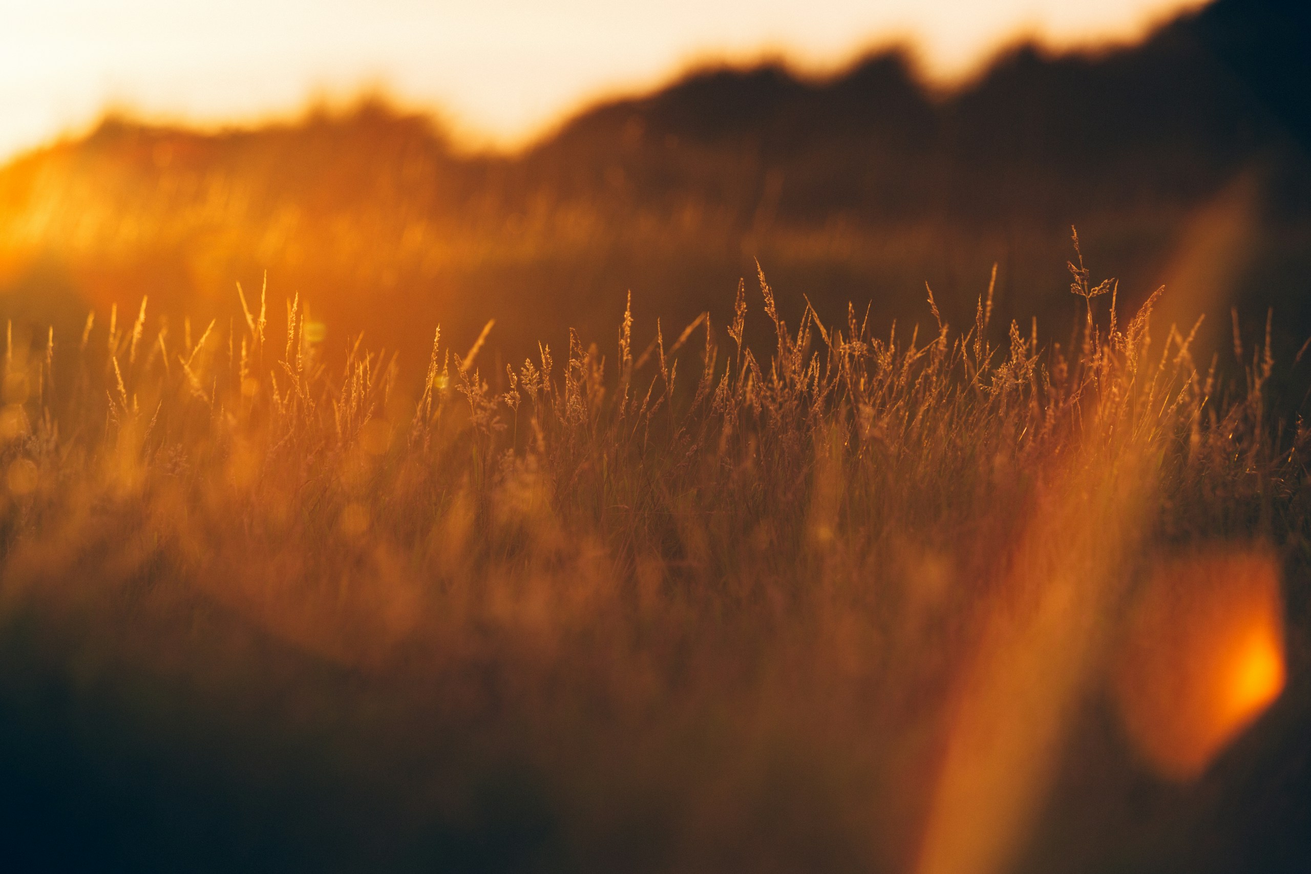 Wild grass in a field during golden hour sunset HD Wallpaper