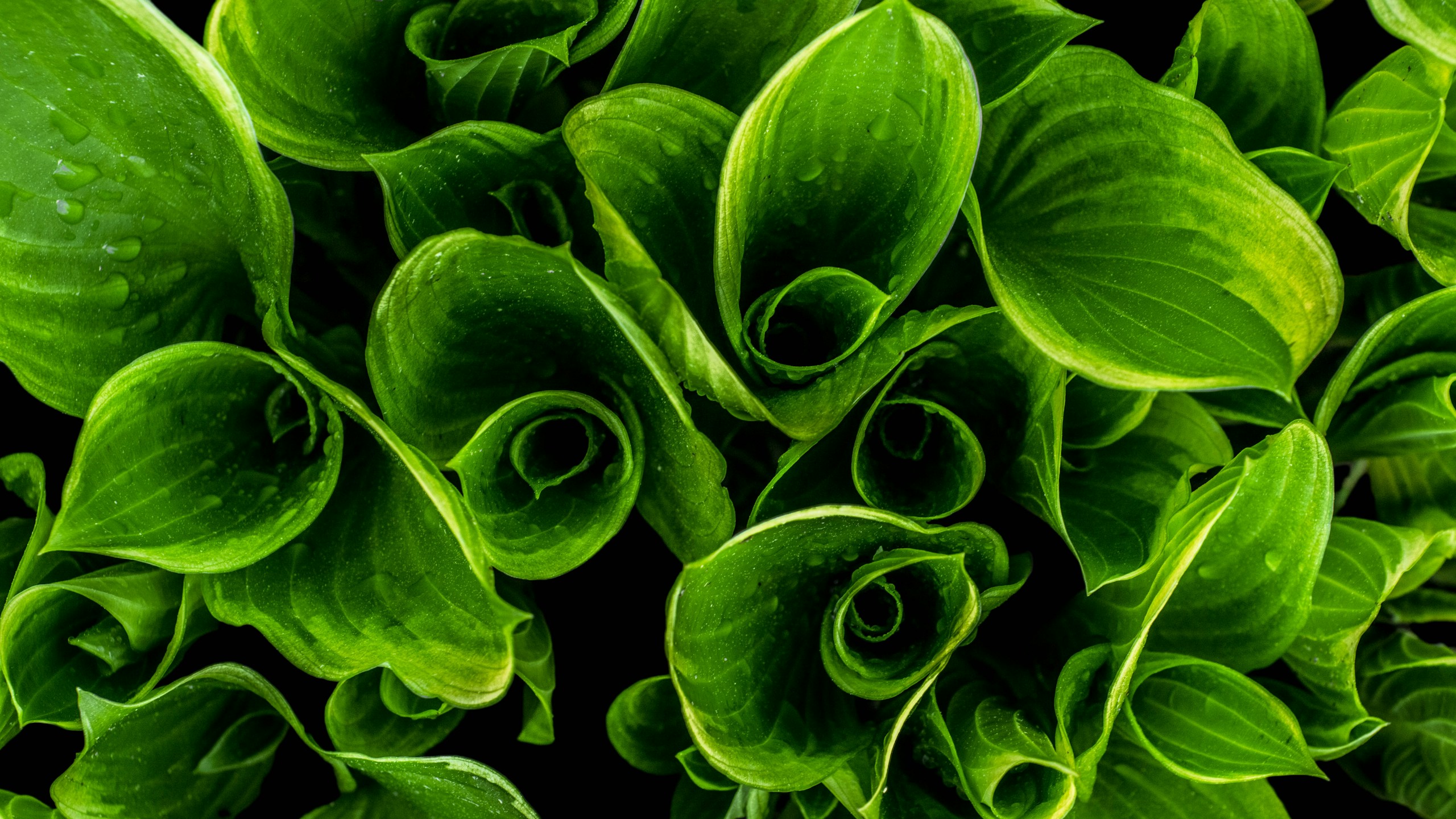 Close-up of green rolled-up leaves with dew HD Wallpaper