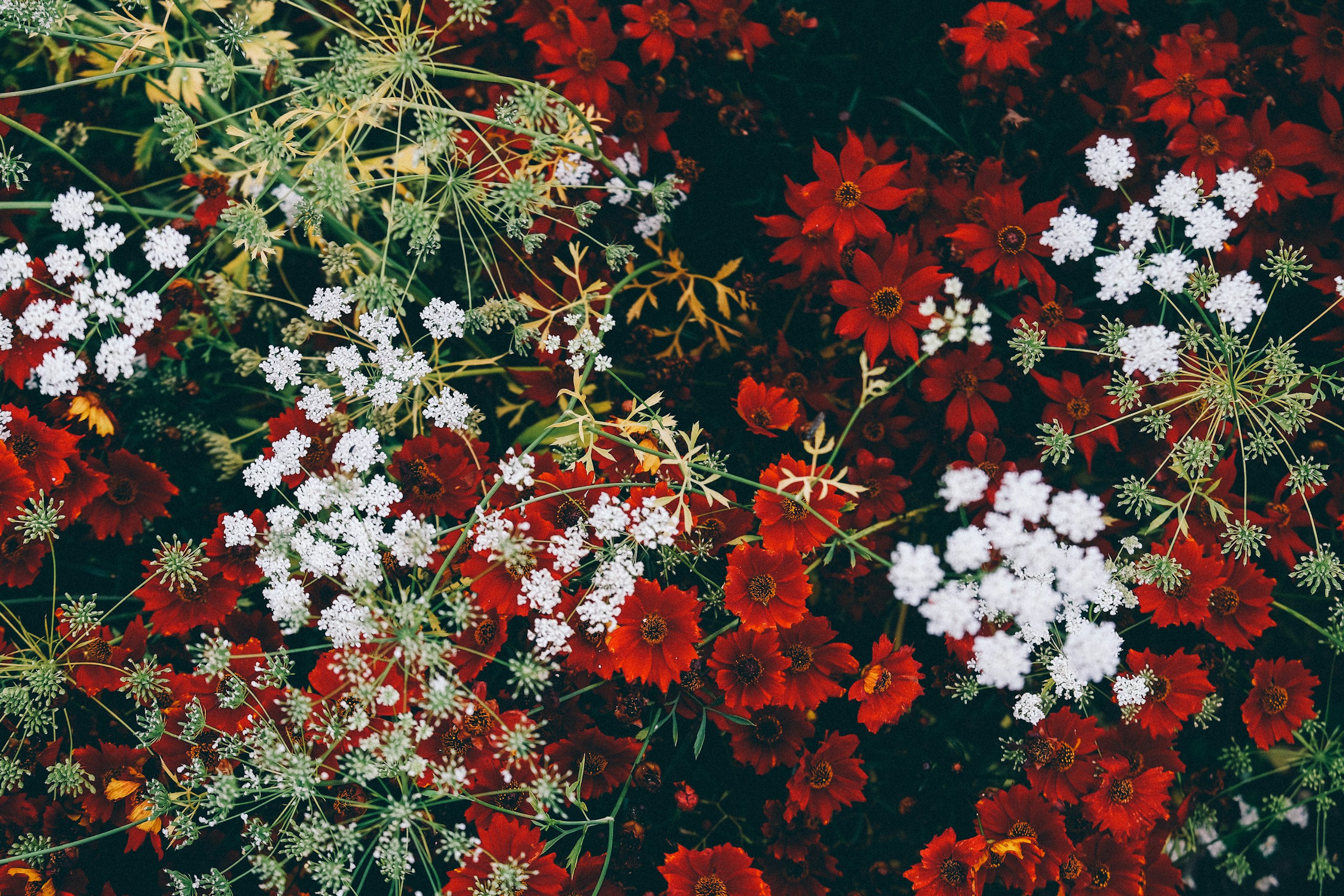 Red and white flowers from above HD Wallpaper