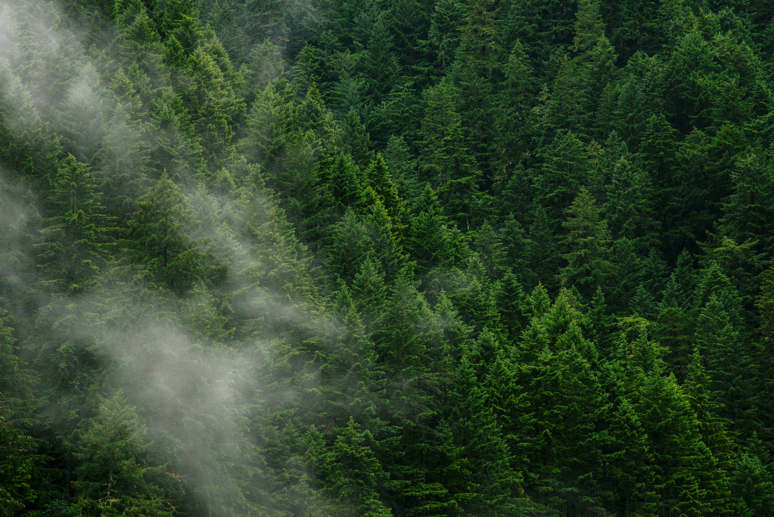 Lush green pine forest with drifting mist HD Wallpaper