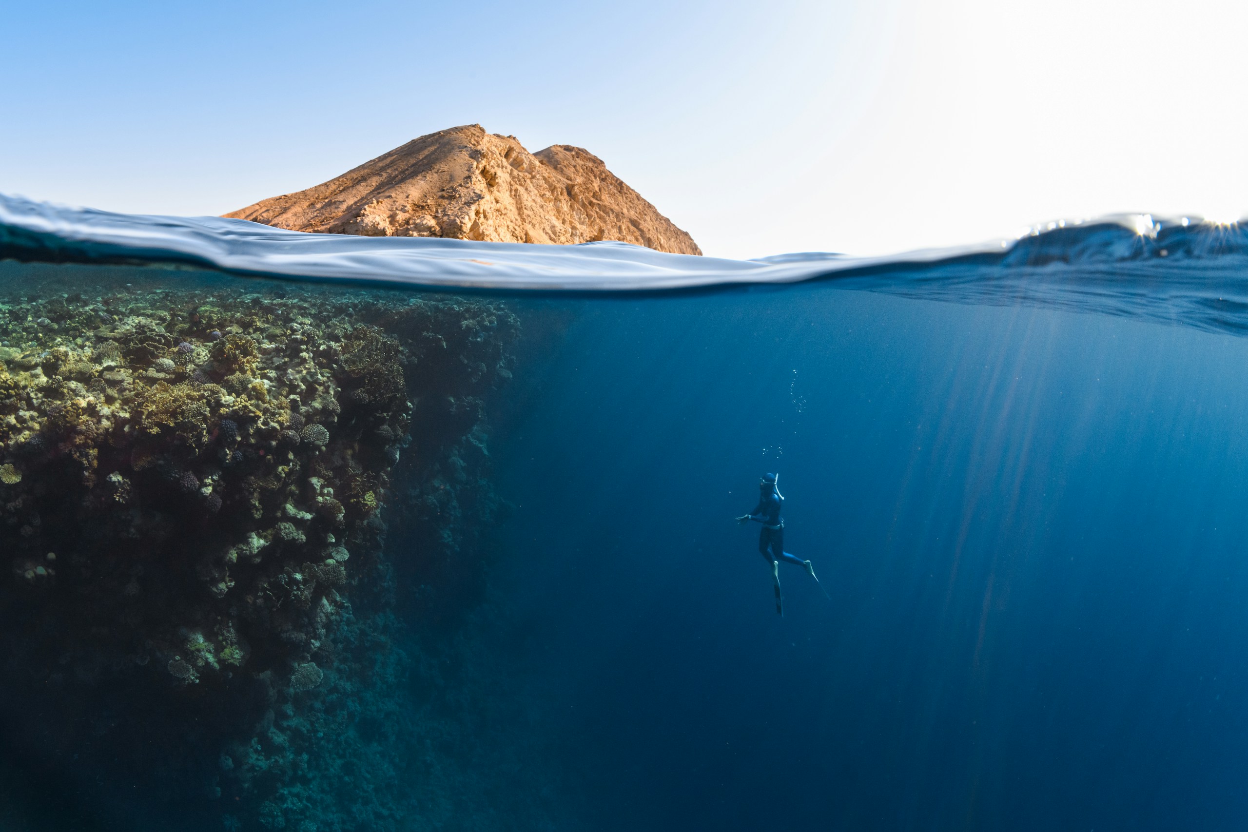 Diver swimming near a coral reef in the Red Sea HD Wallpaper