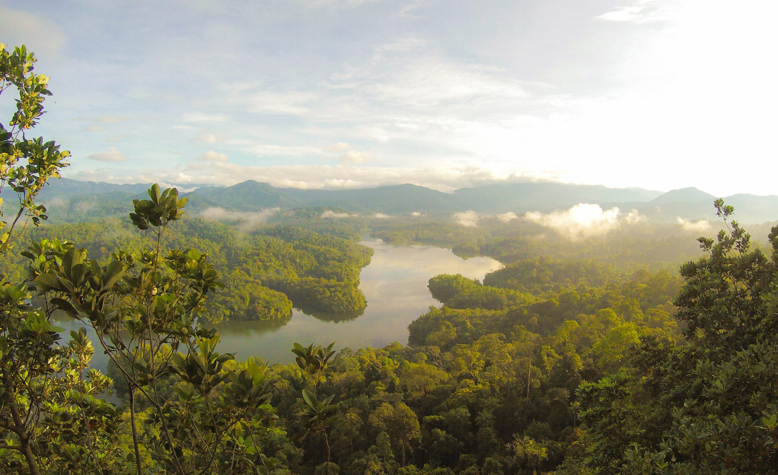Winding river through a lush green rainforest landscape HD Wallpaper