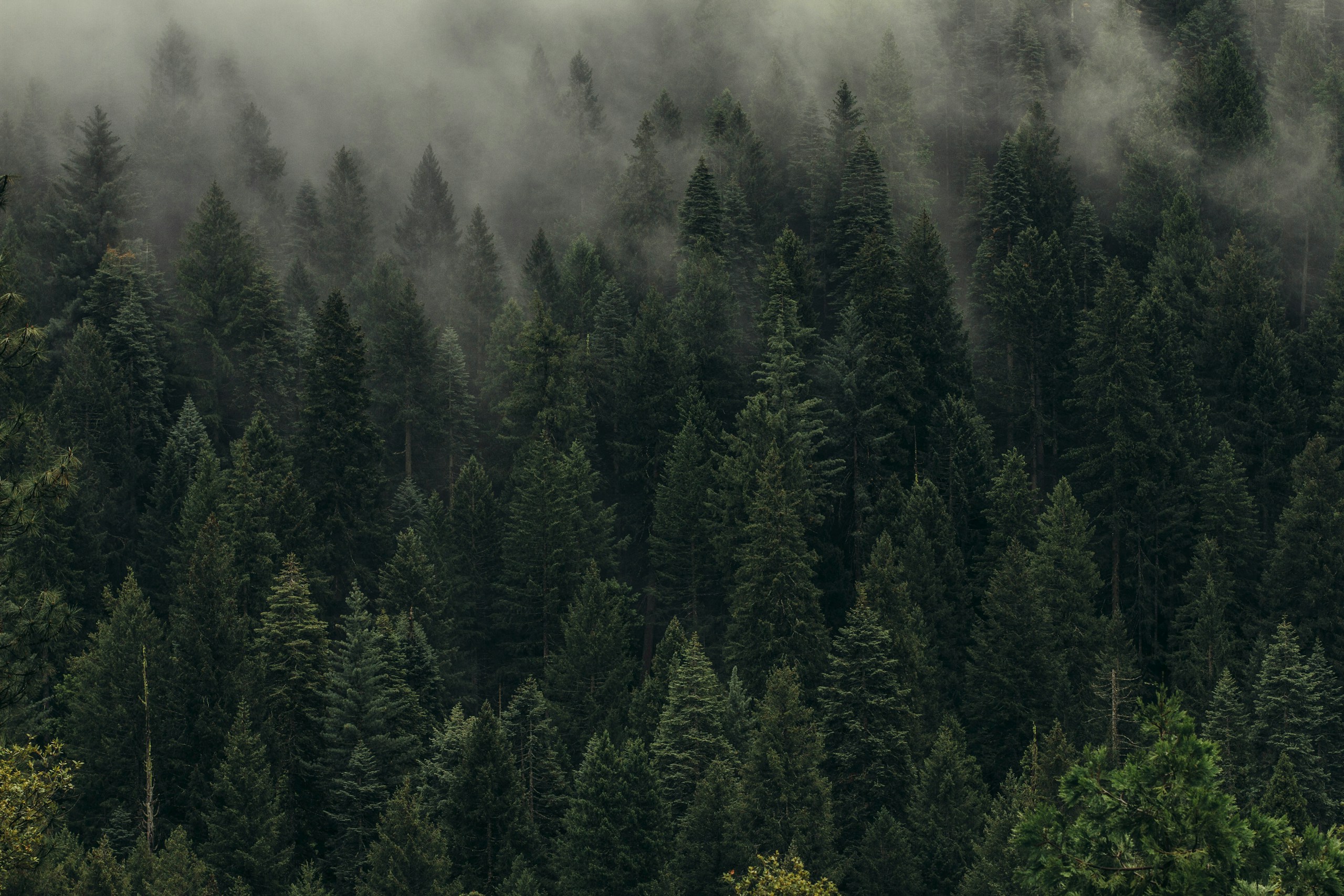 Dense pine forest shrouded in thick fog HD Wallpaper