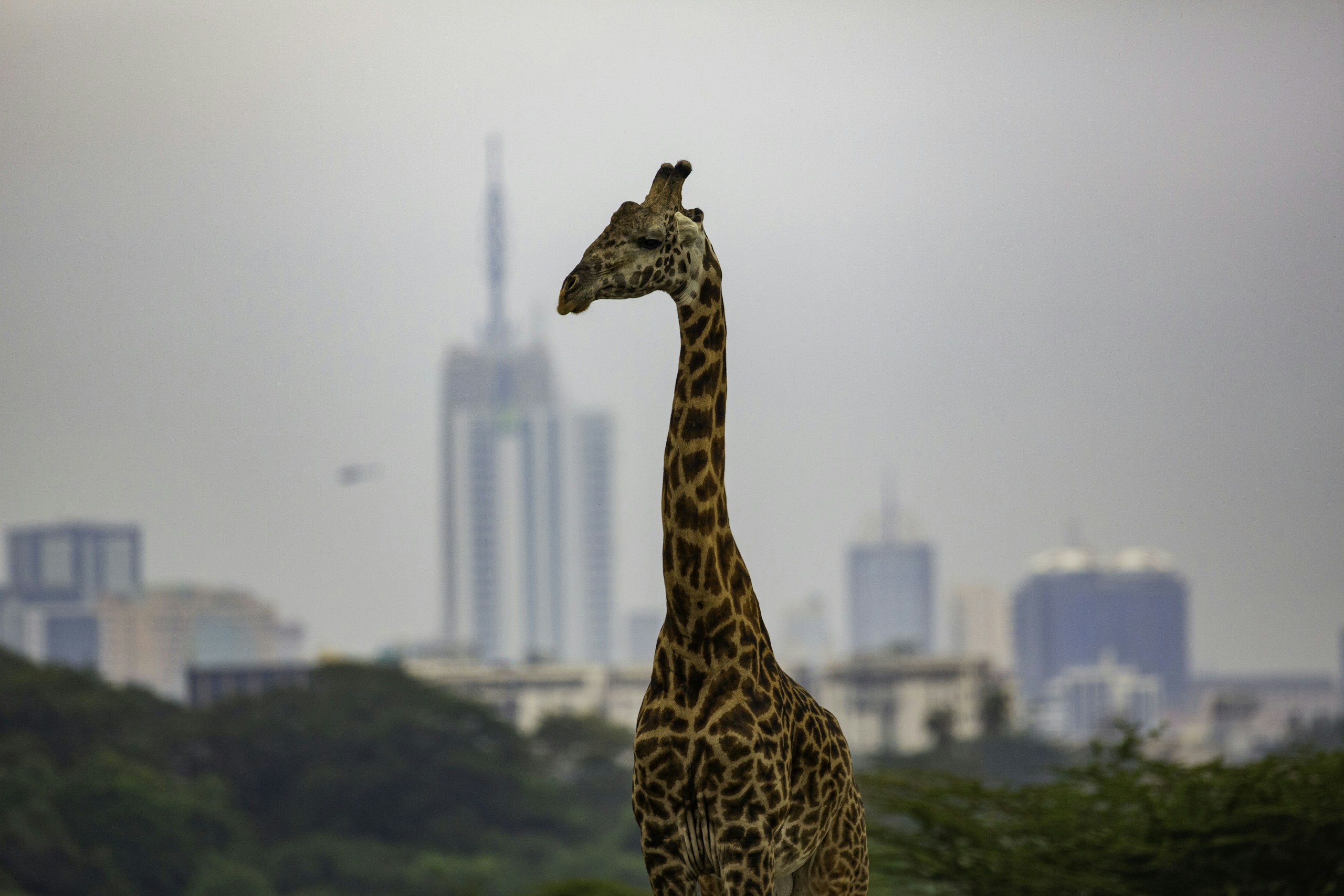 Giraffe standing in front of Nairobi city skyline HD Wallpaper