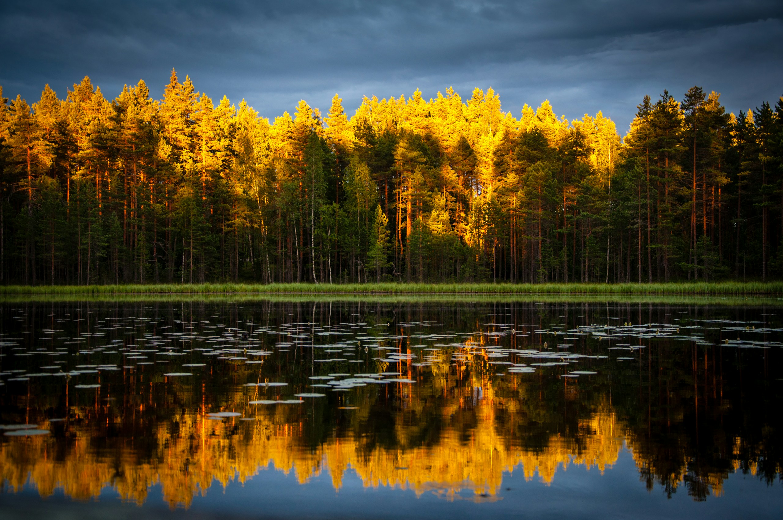 Golden sunlight on forest trees reflecting in calm lake HD Wallpaper