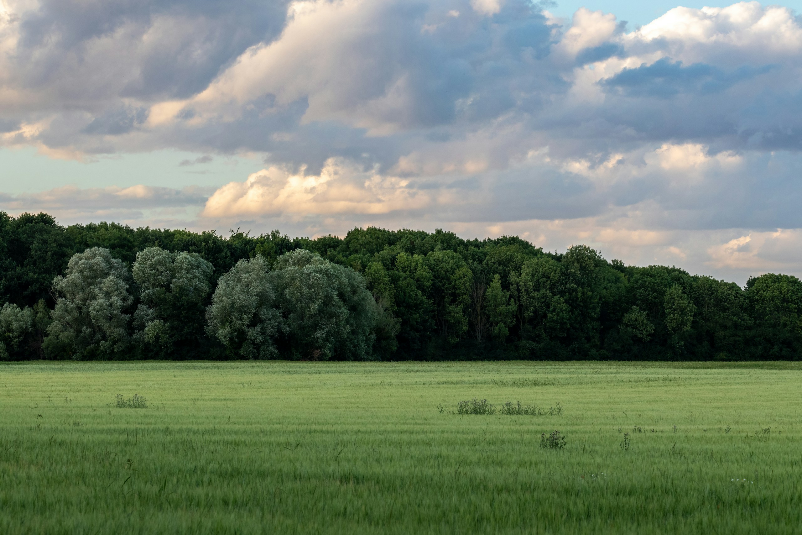 Green grass field and forest under cloudy sky HD Wallpaper