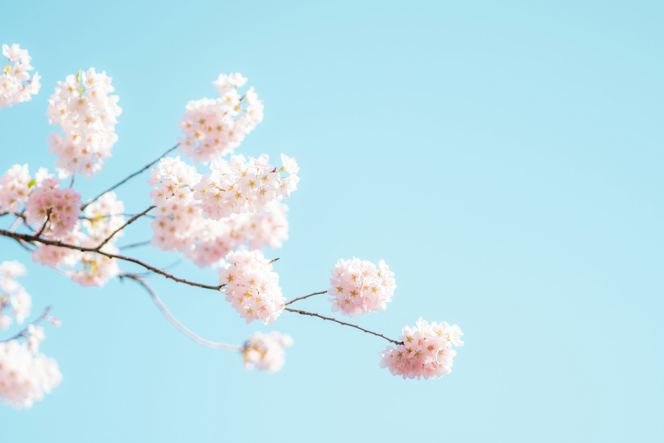 Pink cherry blossoms against a clear blue sky HD Wallpaper