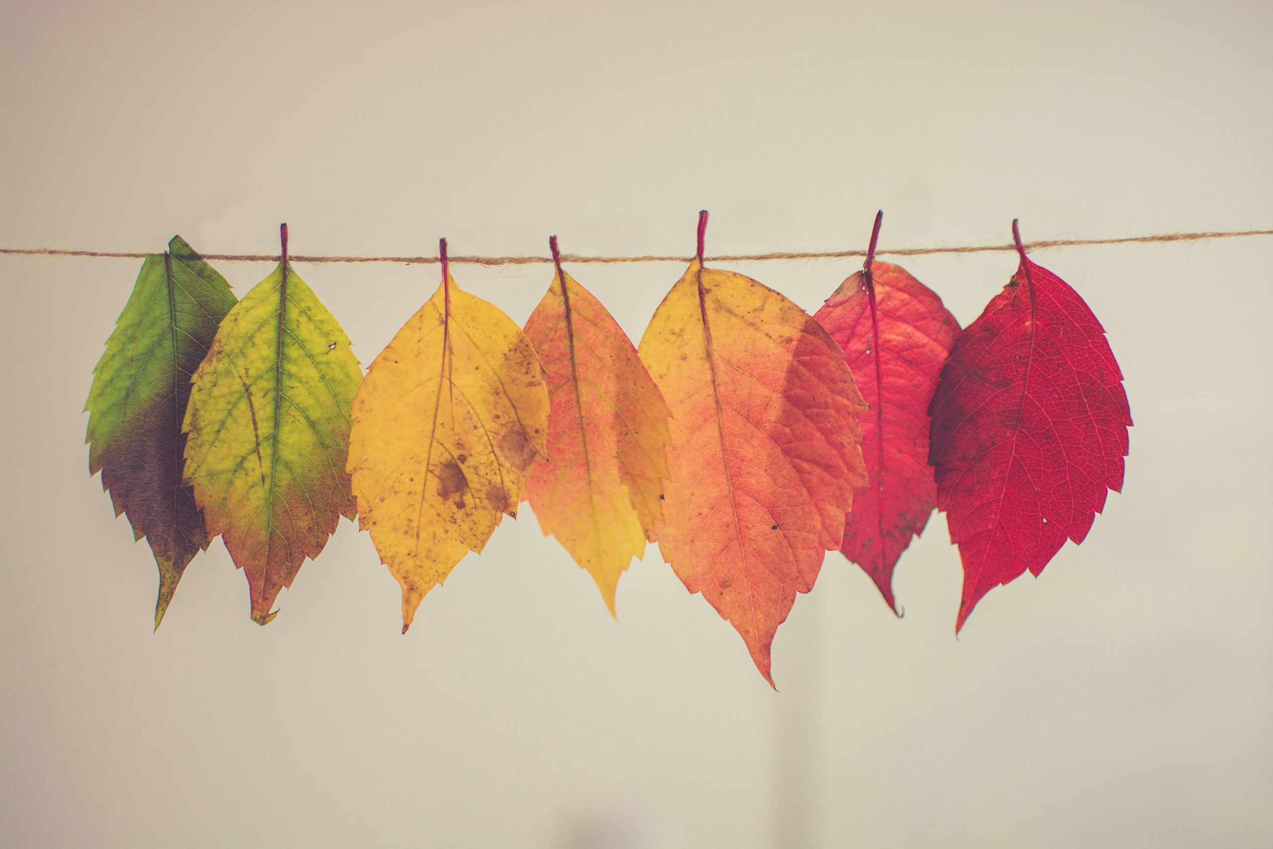 Autumn leaves in gradient colors hanging on a string HD Wallpaper
