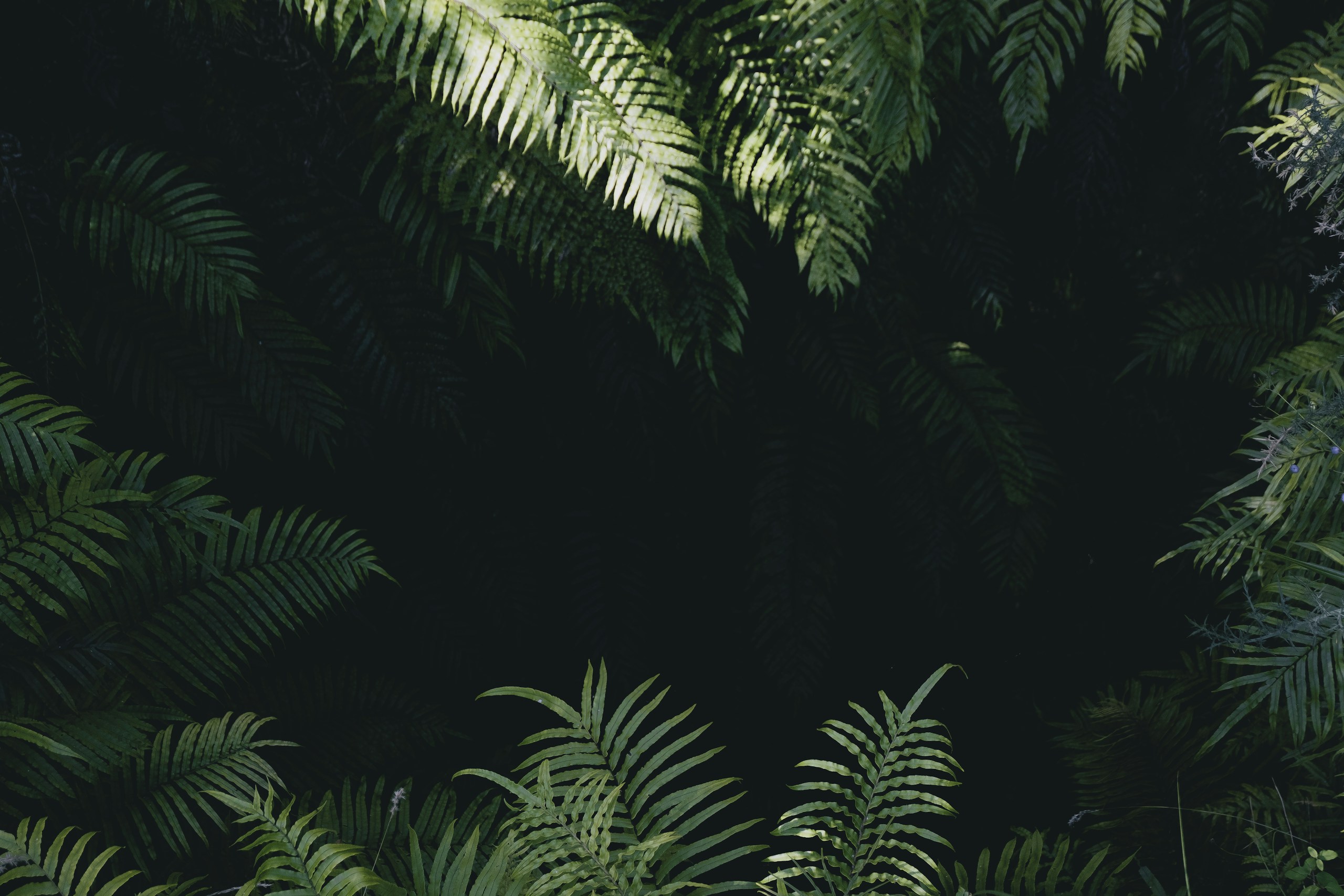 Lush green ferns surrounding a dark shadowy void HD Wallpaper