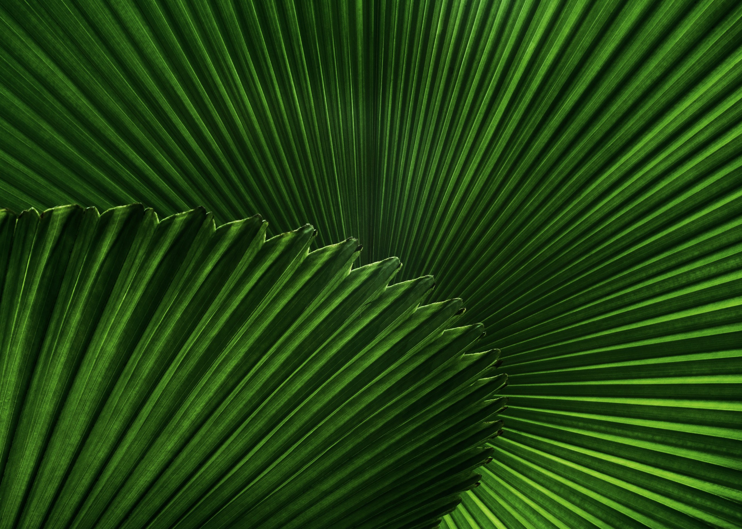 Backlit green fan palm leaves close up HD Wallpaper