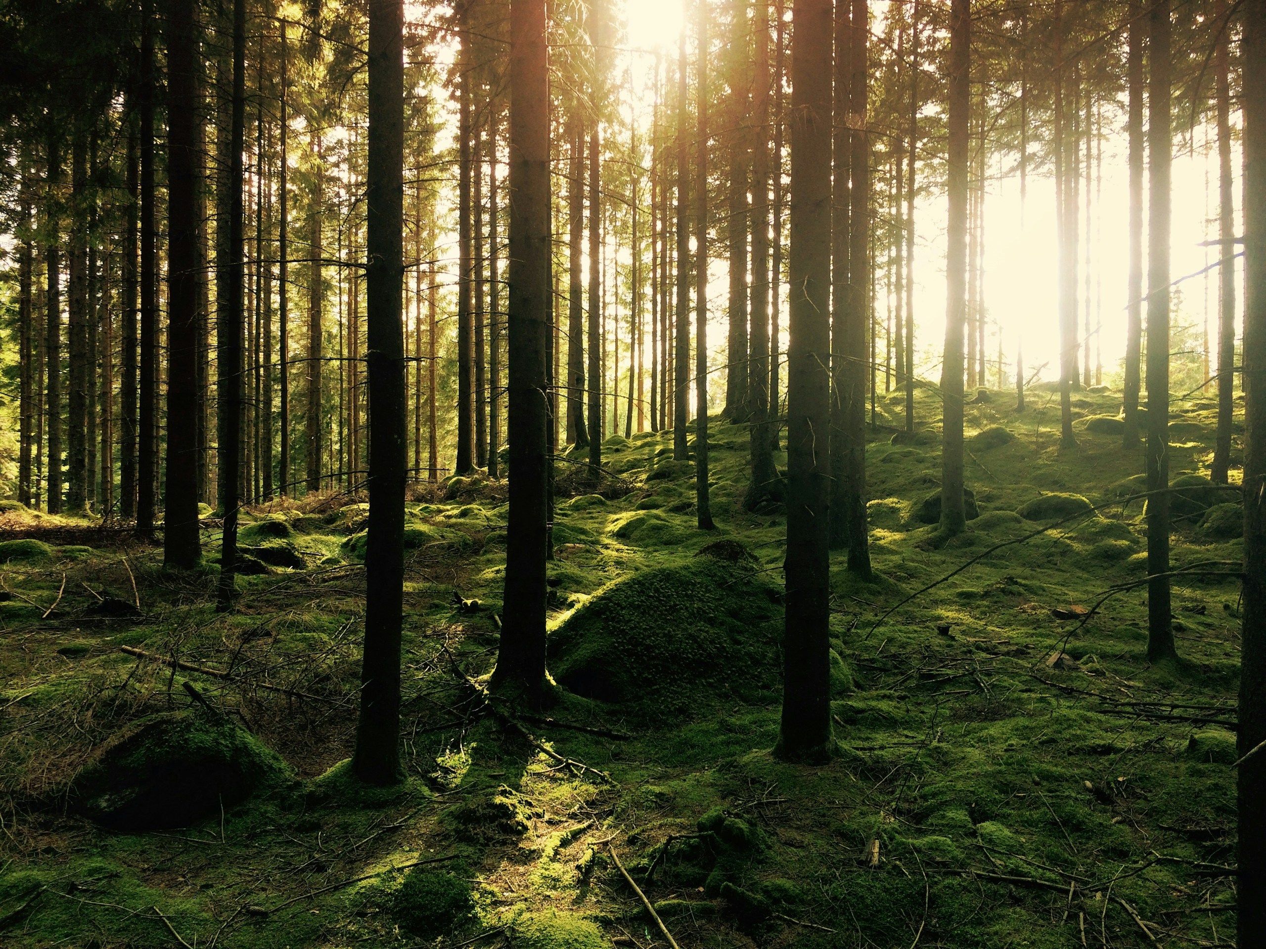 Sunlight filtering through tall pine trees in a mossy forest HD Wallpaper