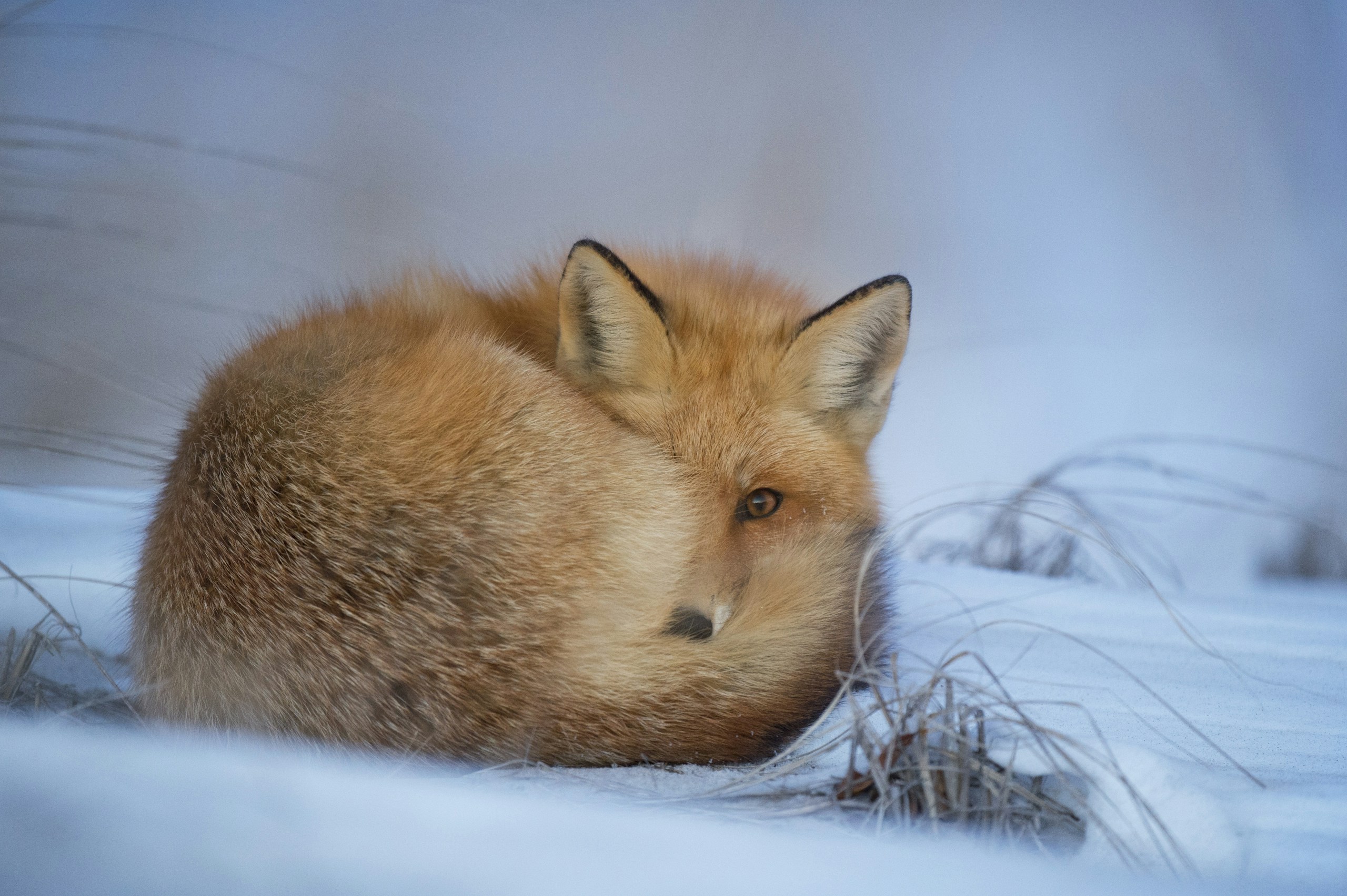 Red fox curled up in the snow HD Wallpaper