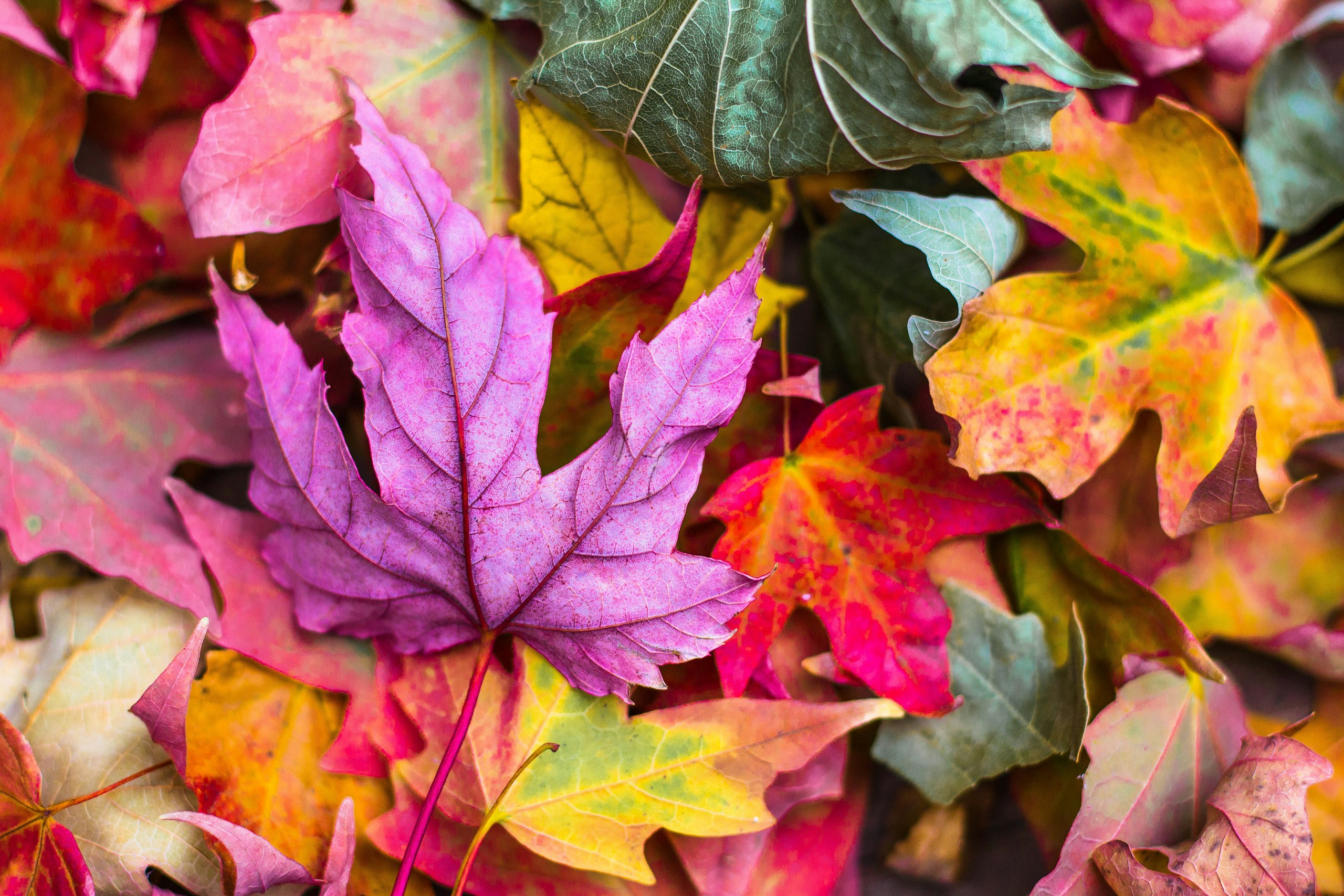Colorful Autumn Leaves in Purple Red and Yellow HD Wallpaper