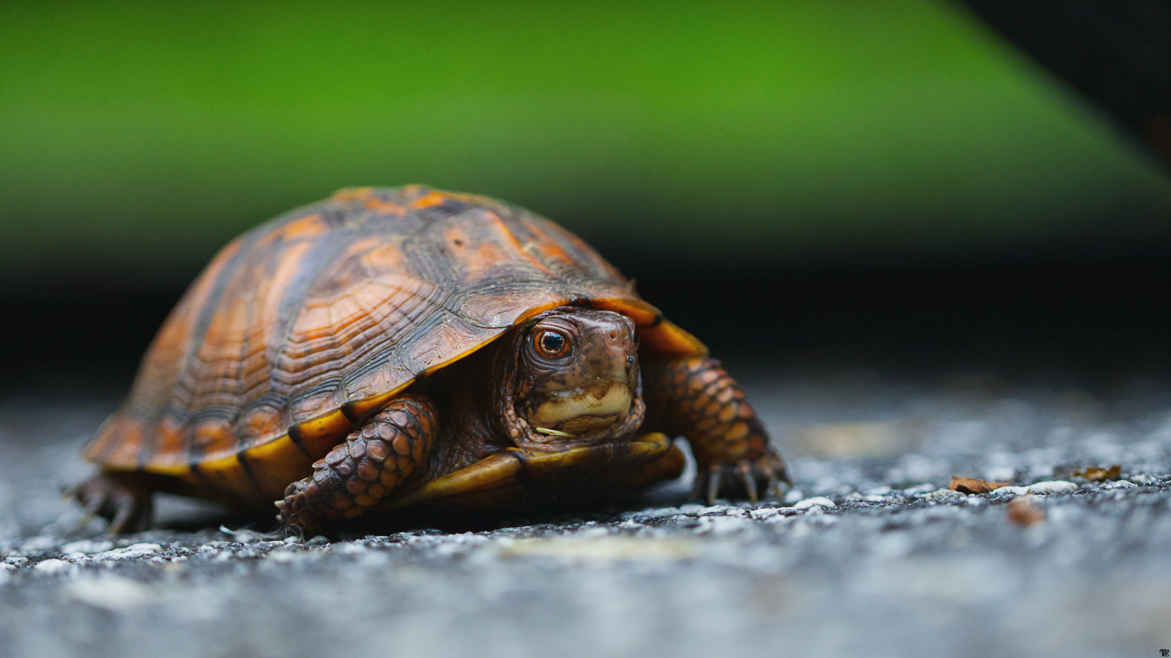 Eastern Box Turtle Crawling on Asphalt Road HD Wallpaper