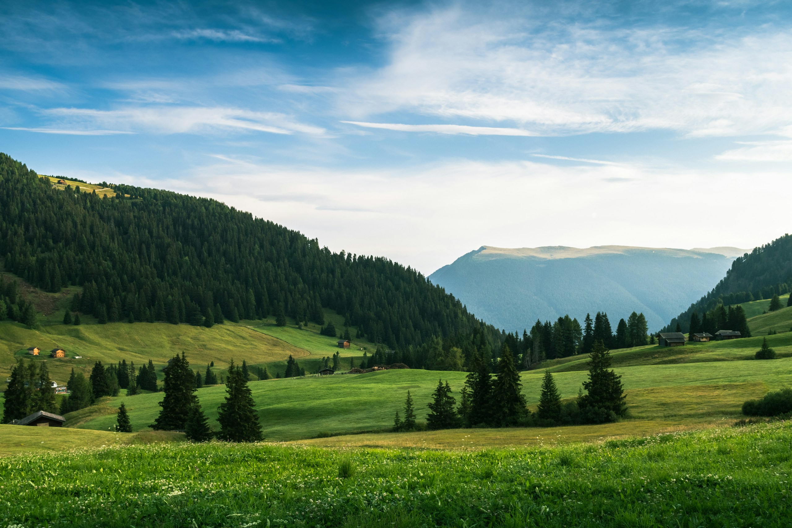 Green alpine meadows and pine forests under blue sky HD Wallpaper