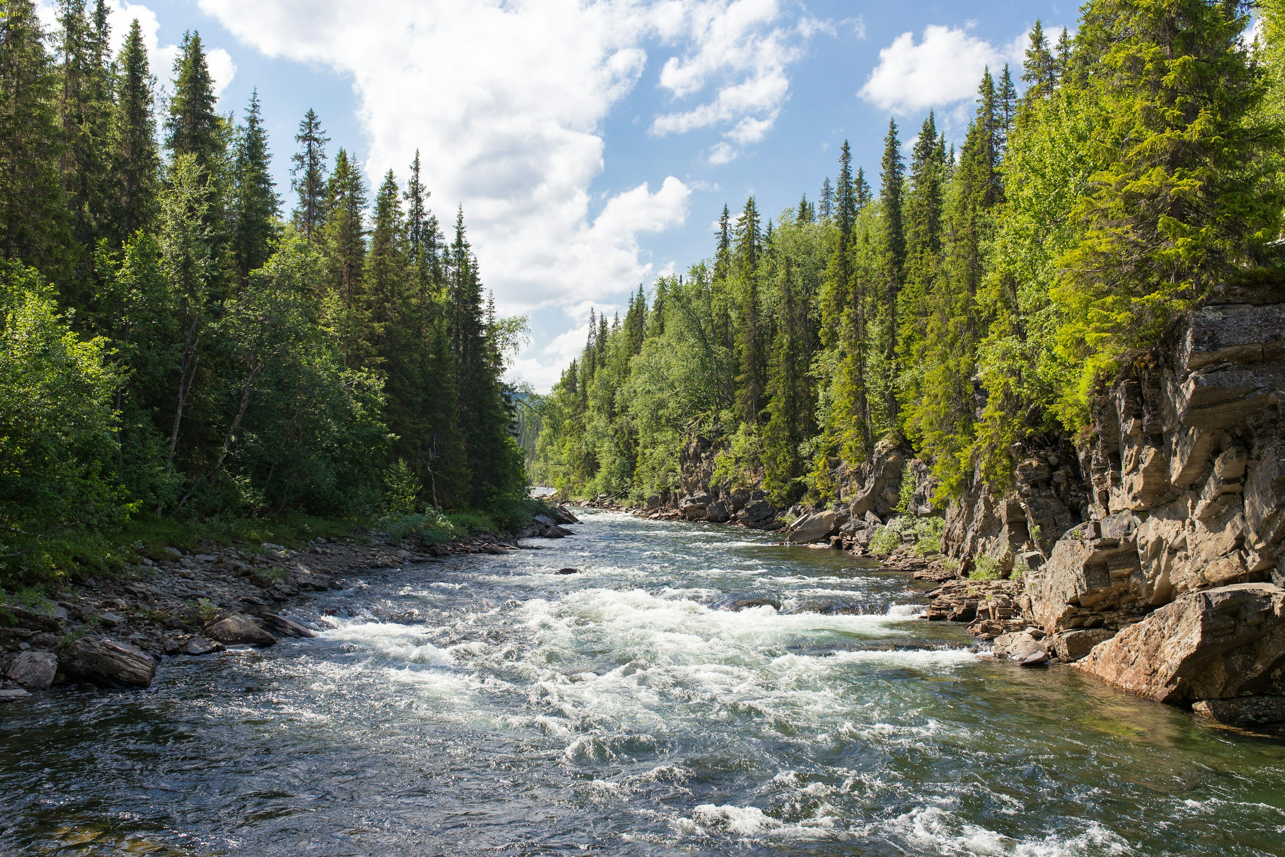 Frothy river flowing through a dense pine forest HD Wallpaper