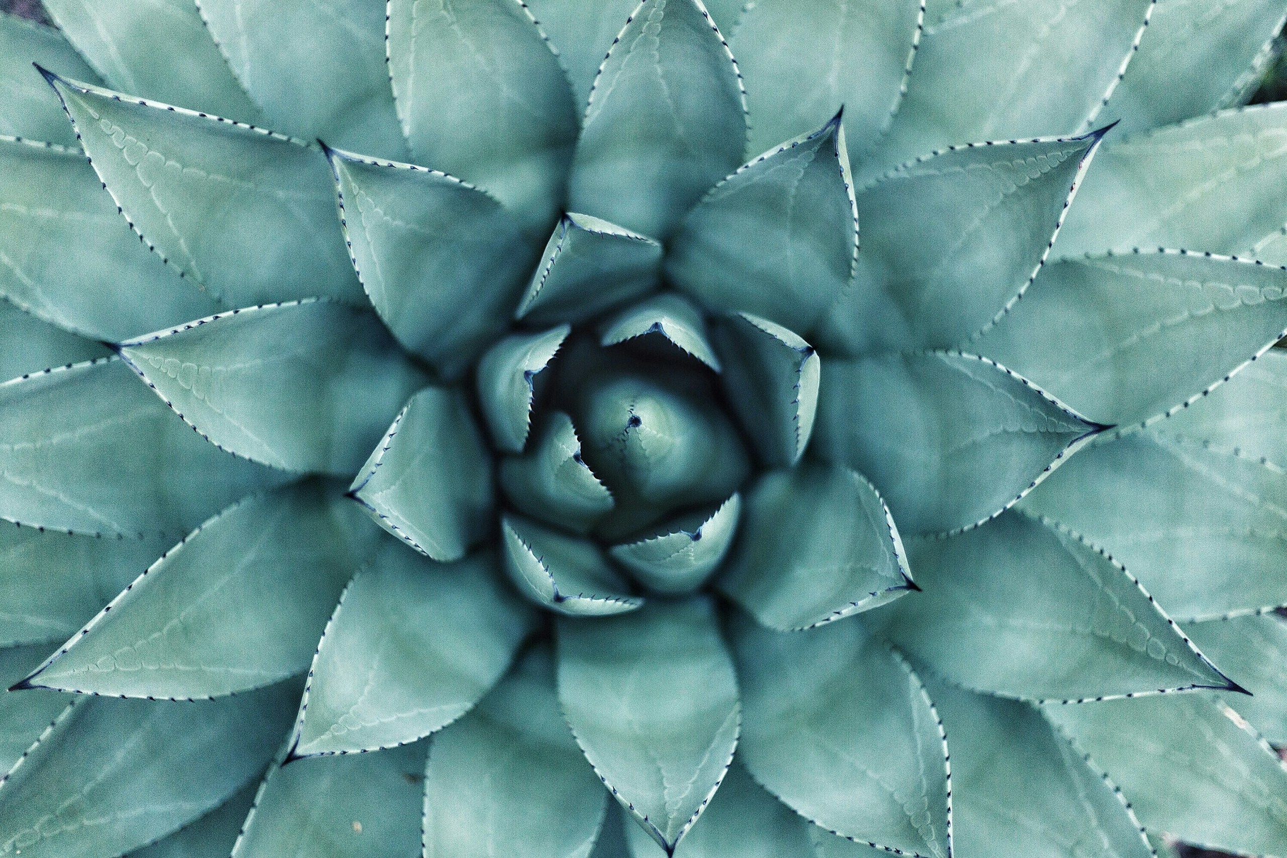 Top-Down Macro View of a Green Succulent Plant HD Wallpaper