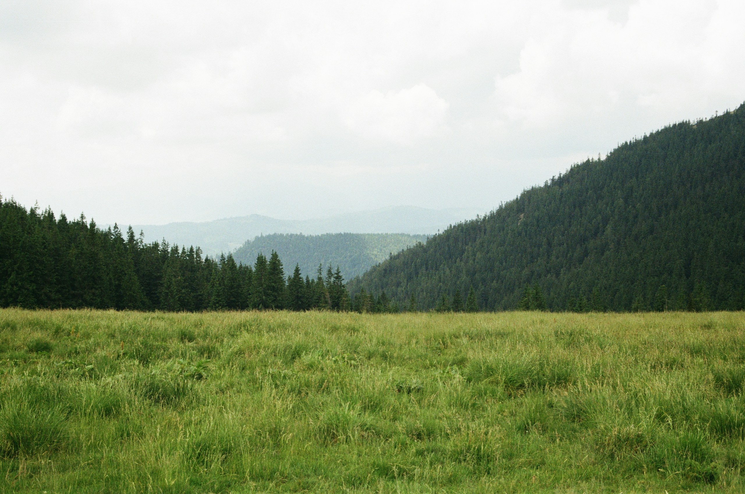 Green grassy meadow with forested mountains HD Wallpaper