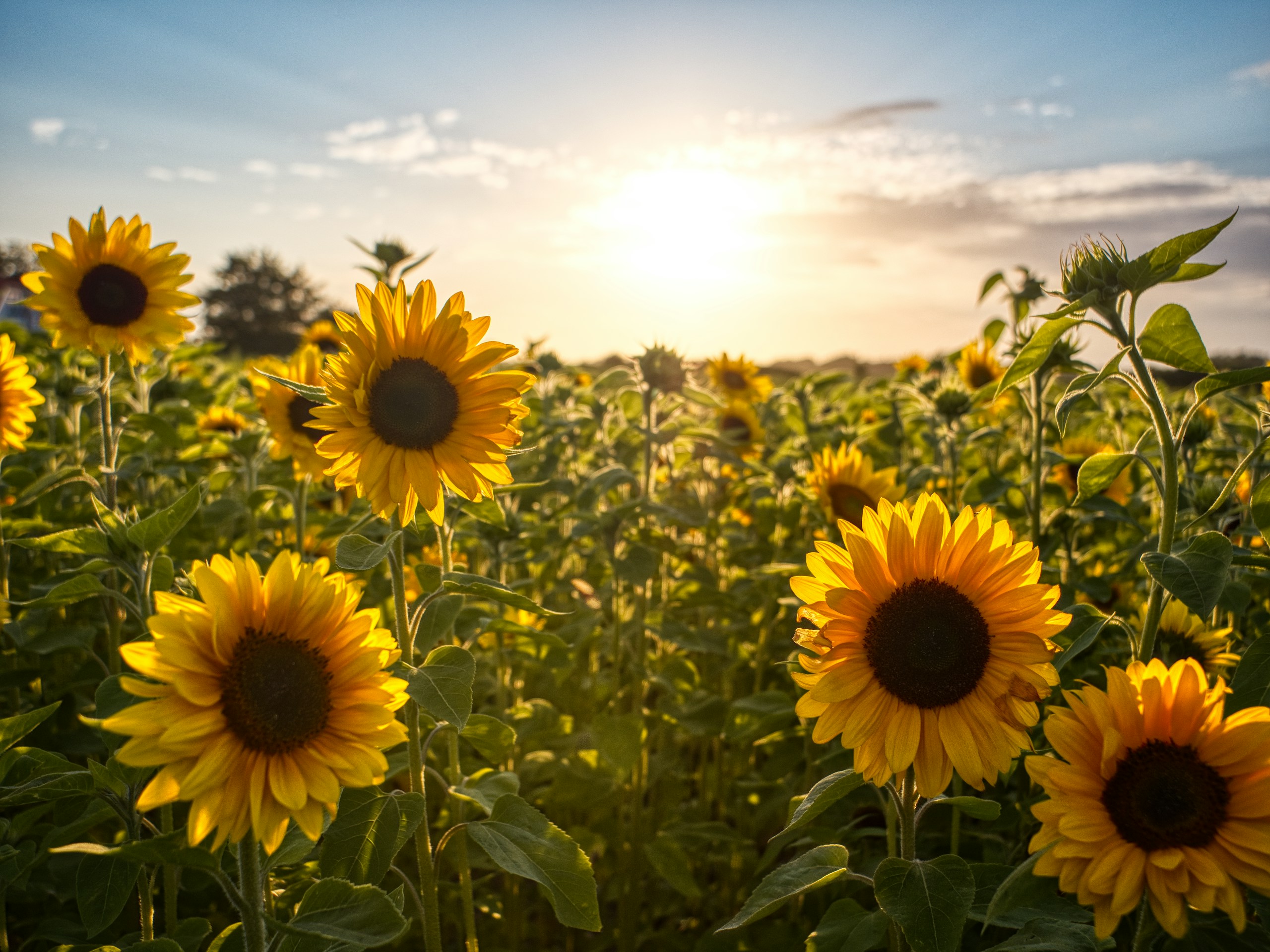 Sunflower field under a bright sun HD Wallpaper