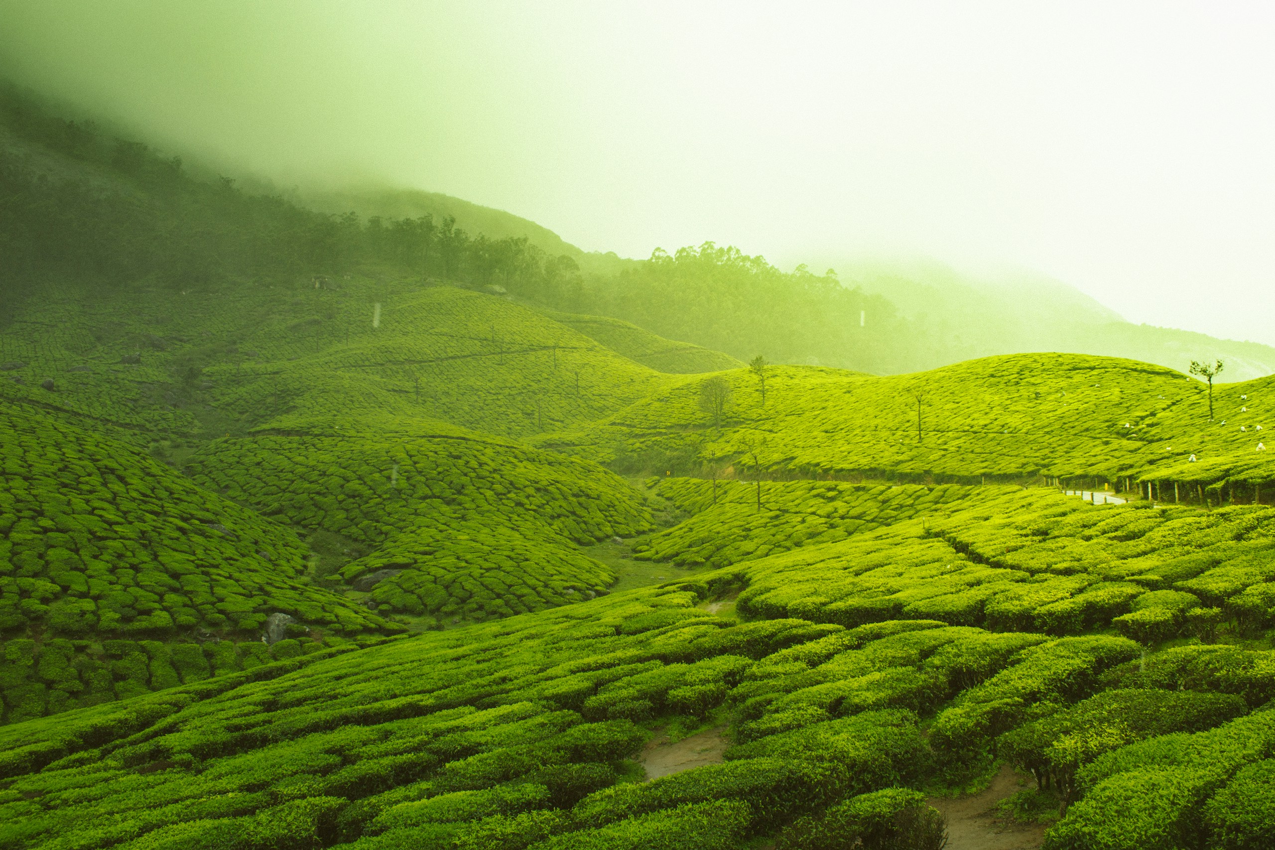 Lush green tea plantations in Munnar Kerala HD Wallpaper