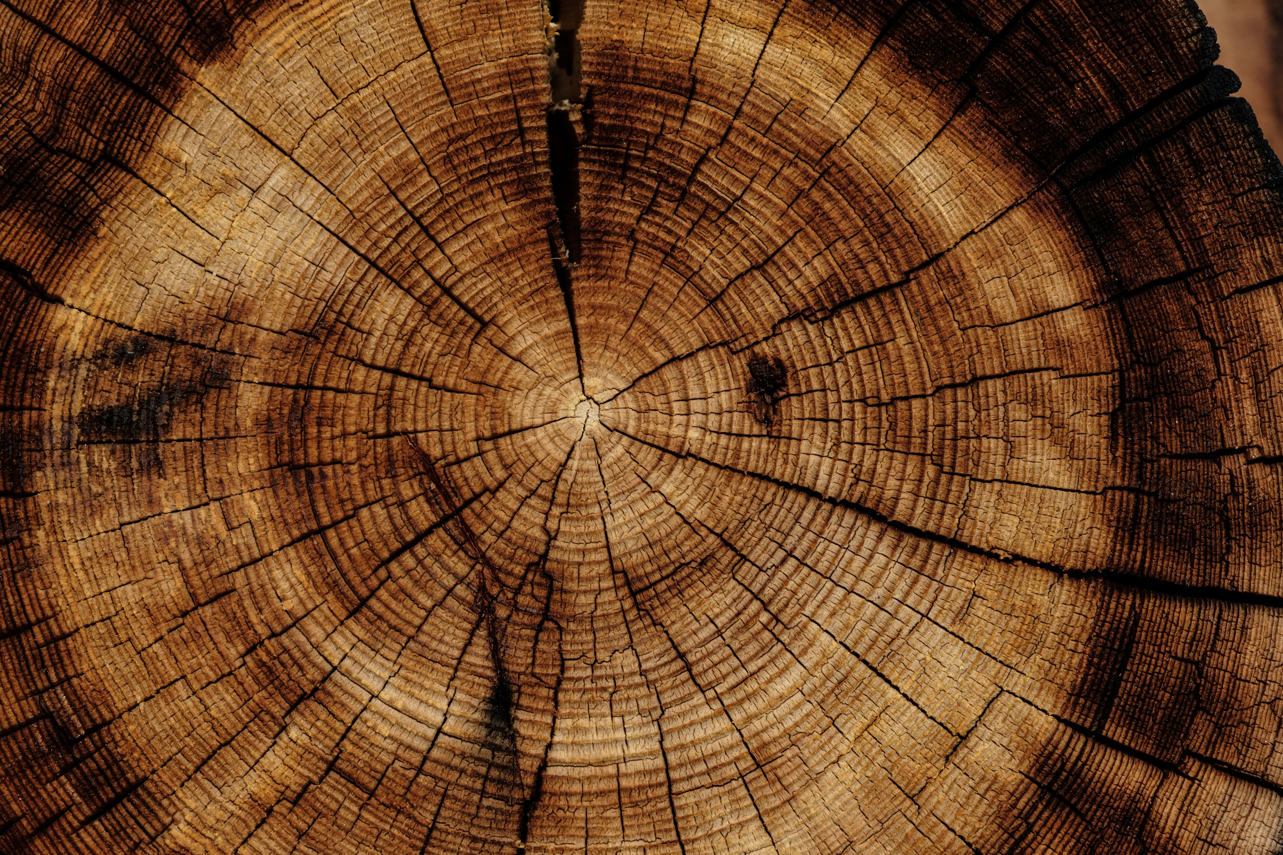 Close Up of Tree Rings and Wood Grain Texture HD Wallpaper