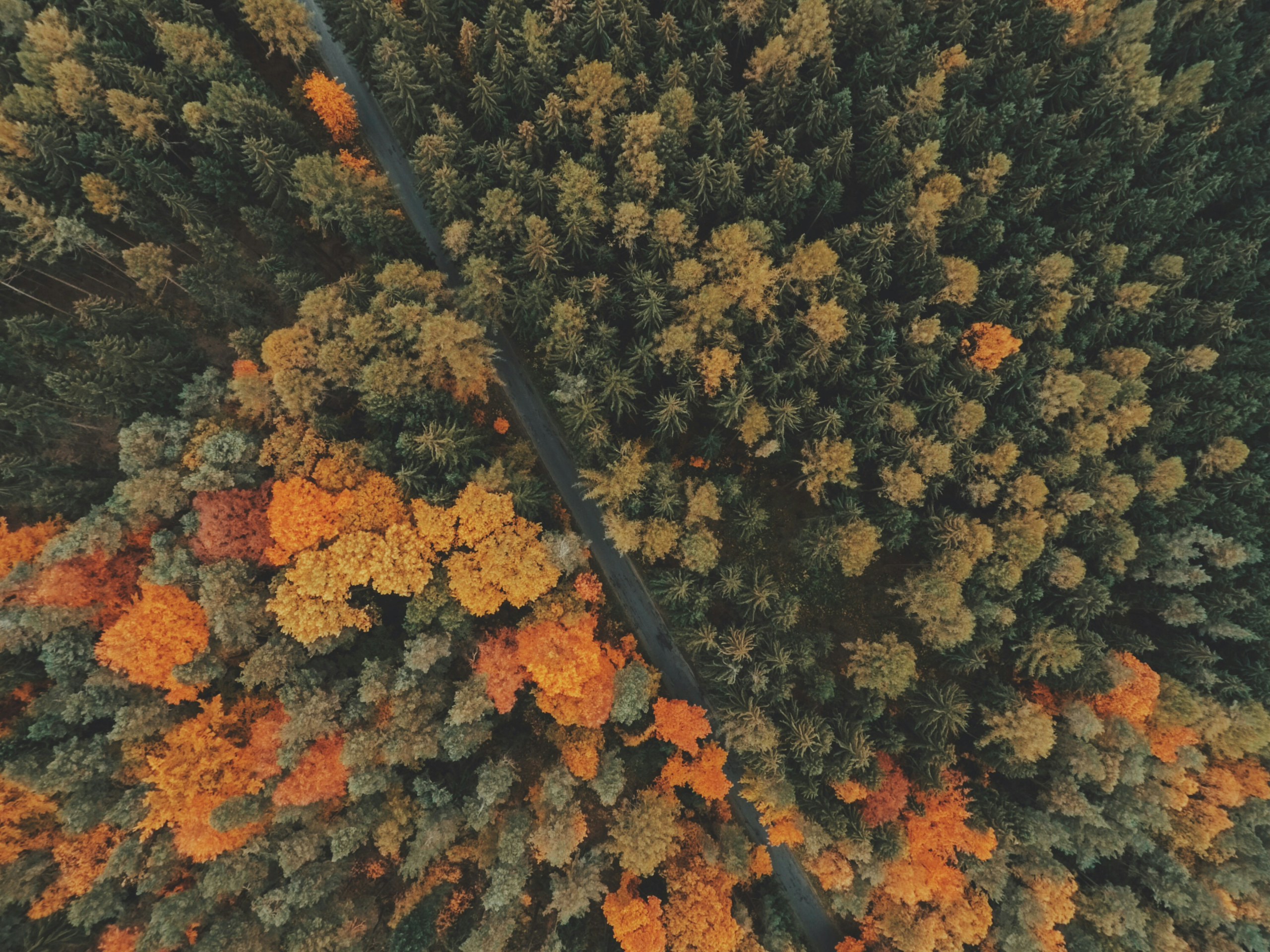 Aerial view of autumn forest with a winding road HD Wallpaper
