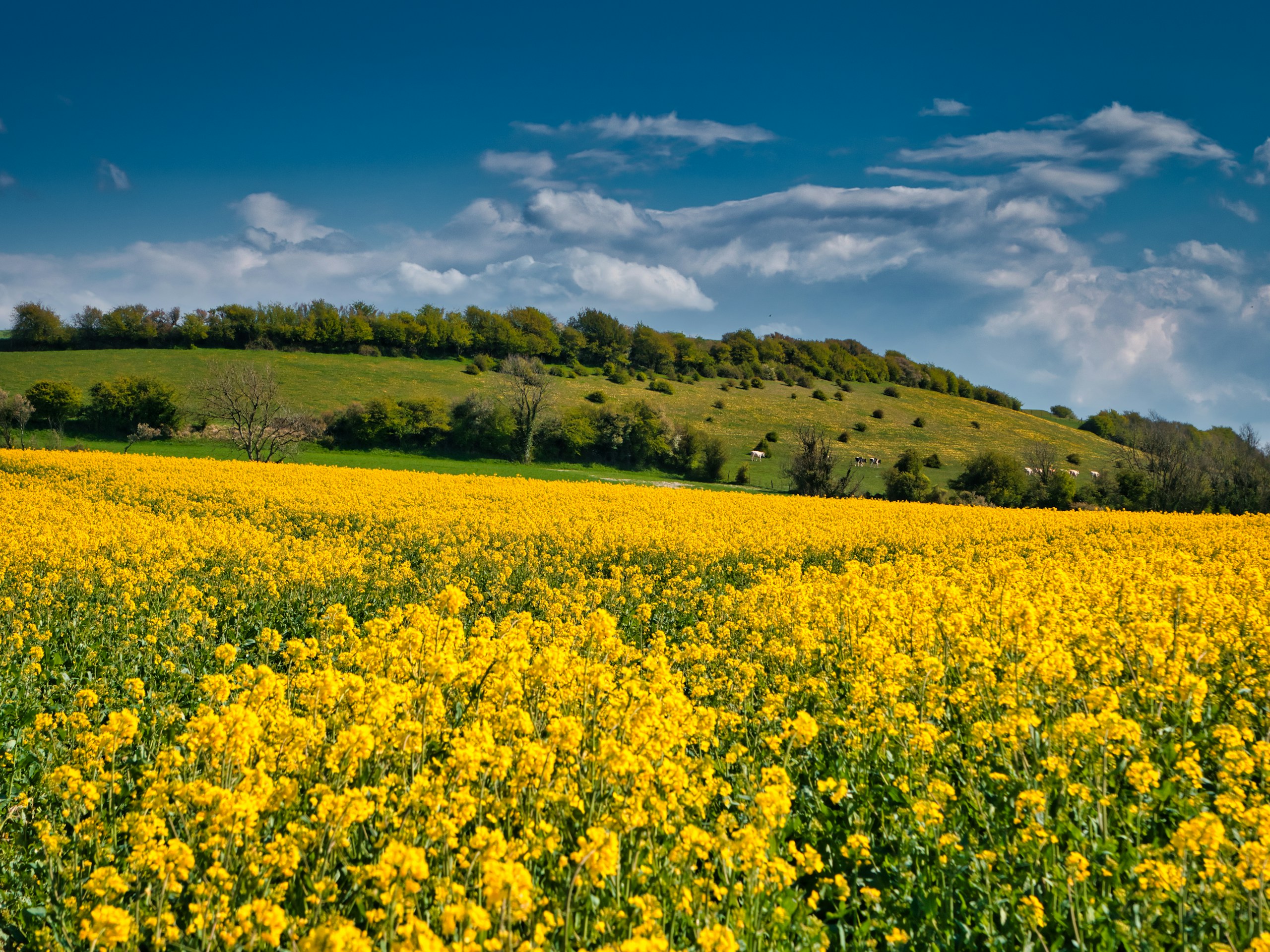 Yellow rapeseed flower field under a blue sky HD Wallpaper