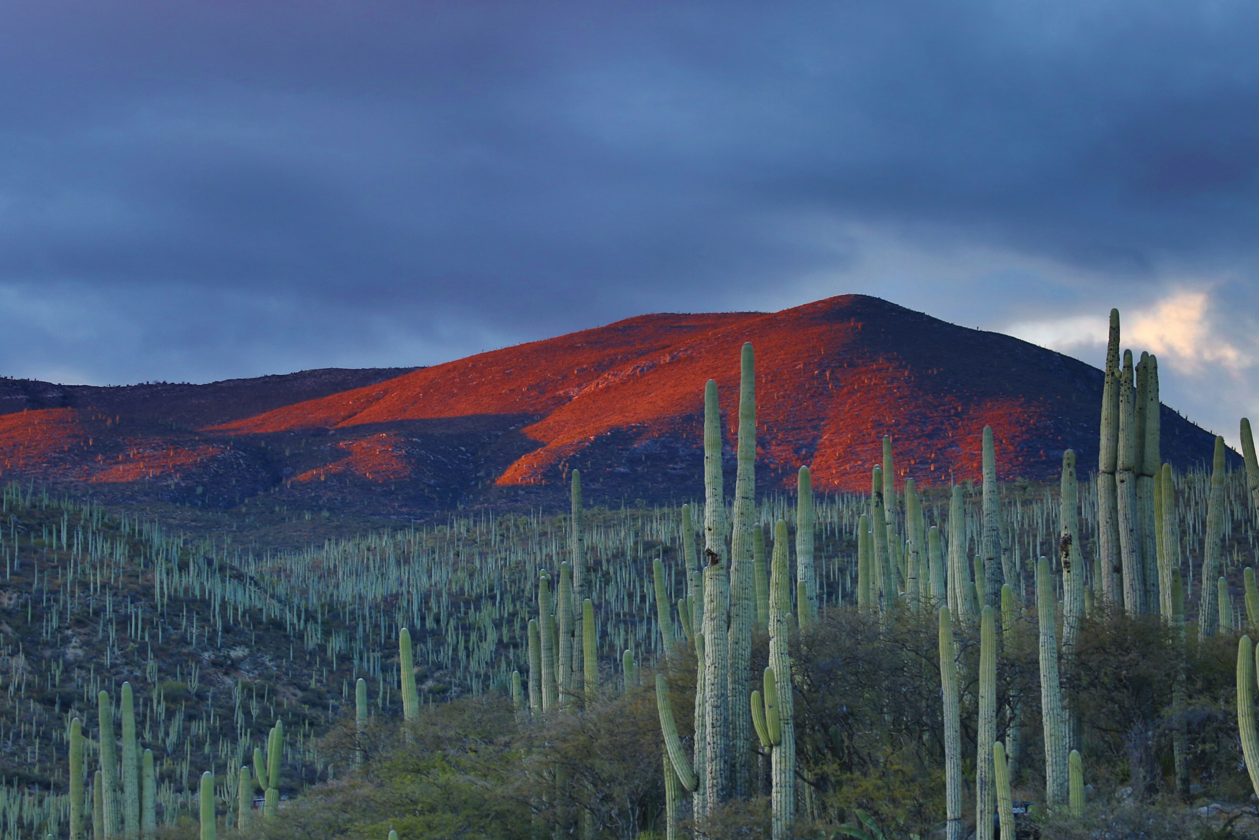 Cactus Forest in Desert at Dusk HD Wallpaper
