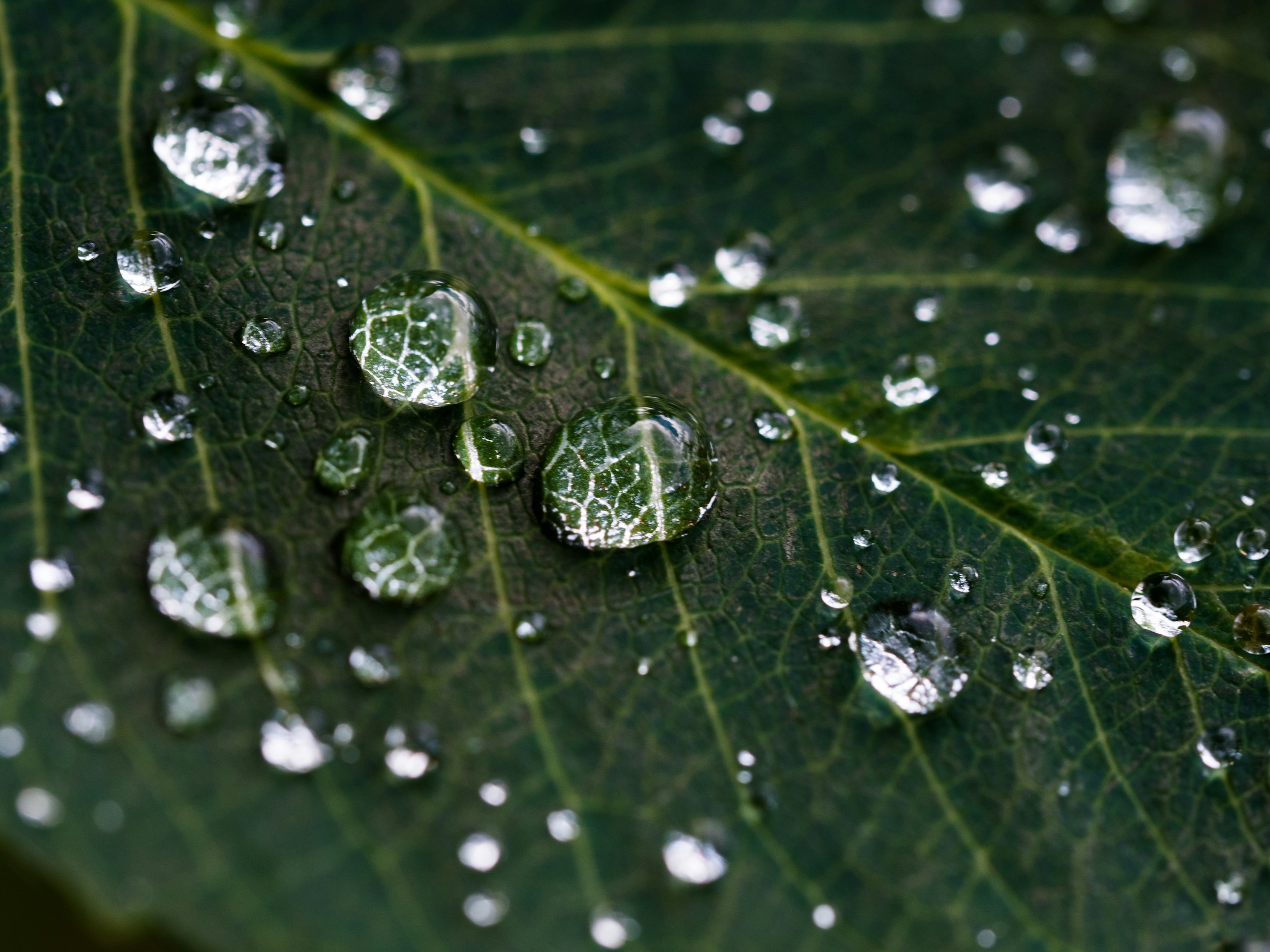 Water droplets on a dark green leaf HD Wallpaper