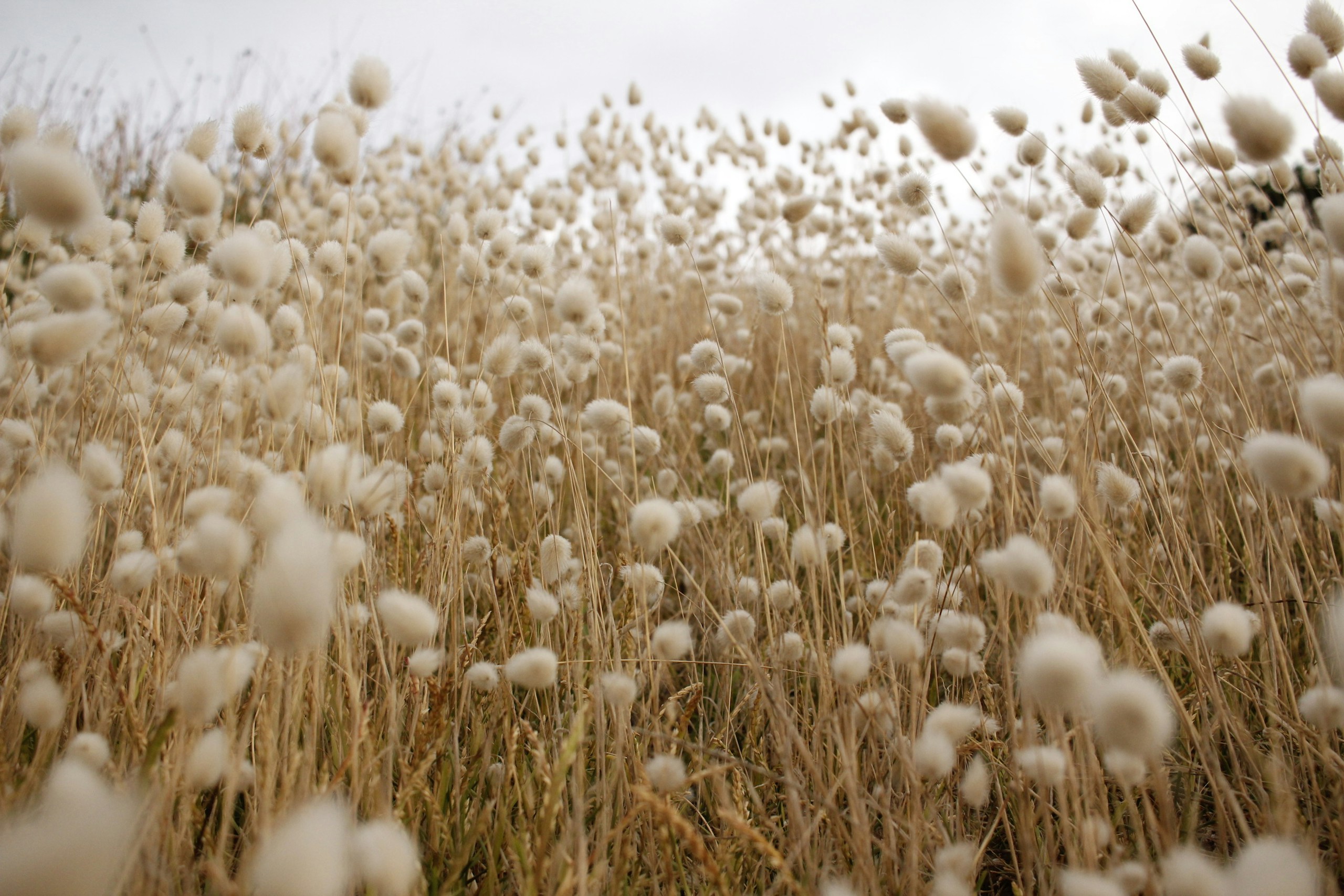 Field of Fluffy Bunnytail Grass HD Wallpaper