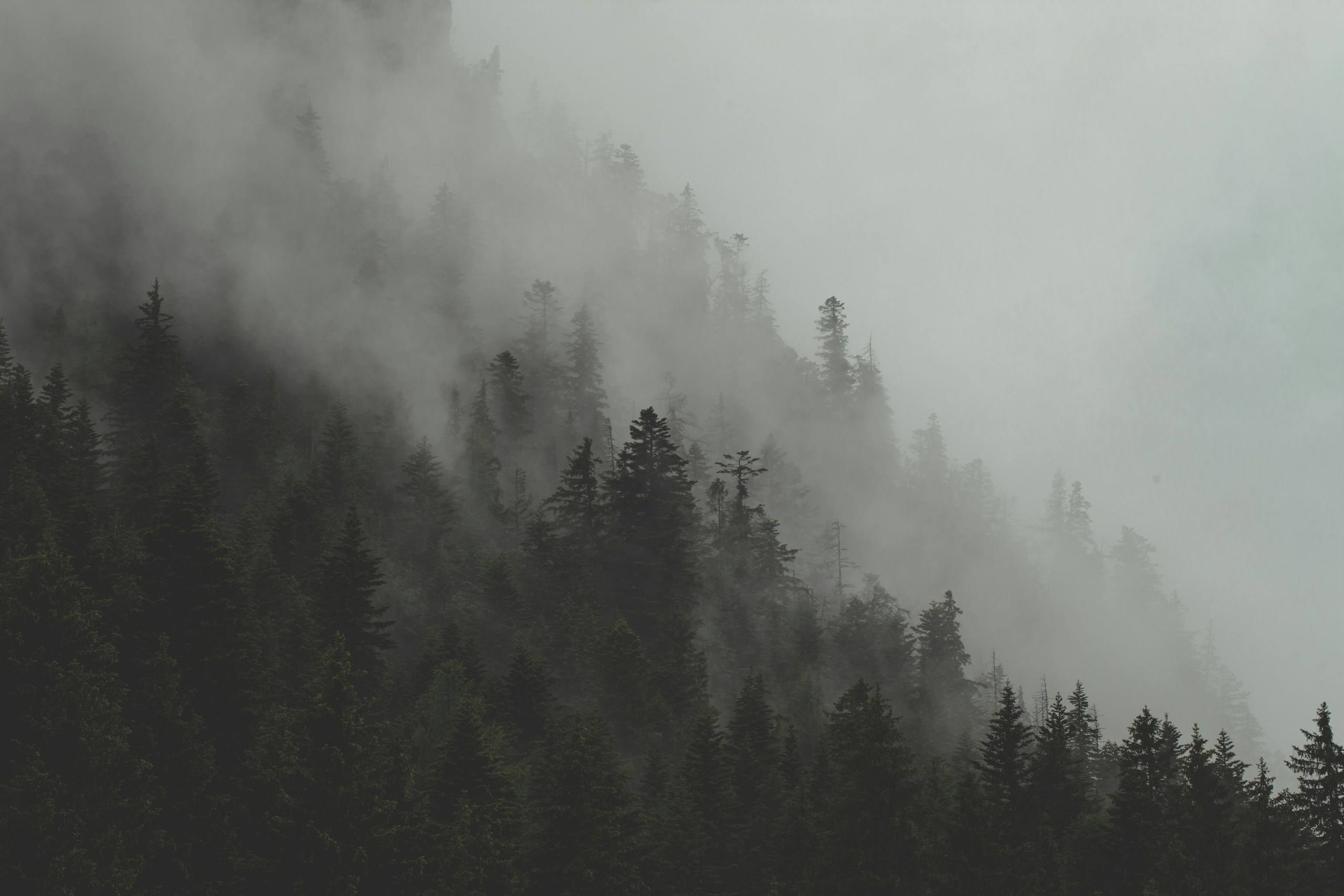 Misty pine forest on a mountain slope HD Wallpaper