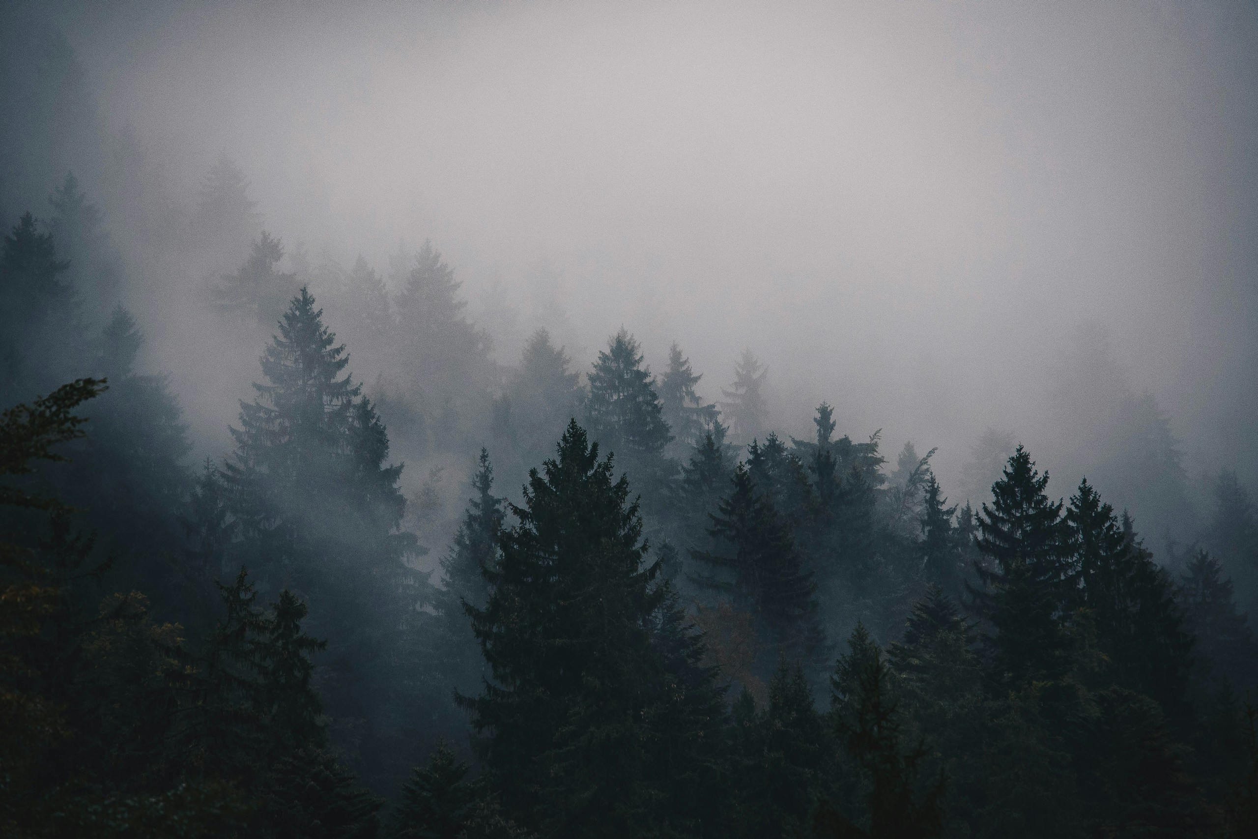 Misty pine forest shrouded in thick fog HD Wallpaper