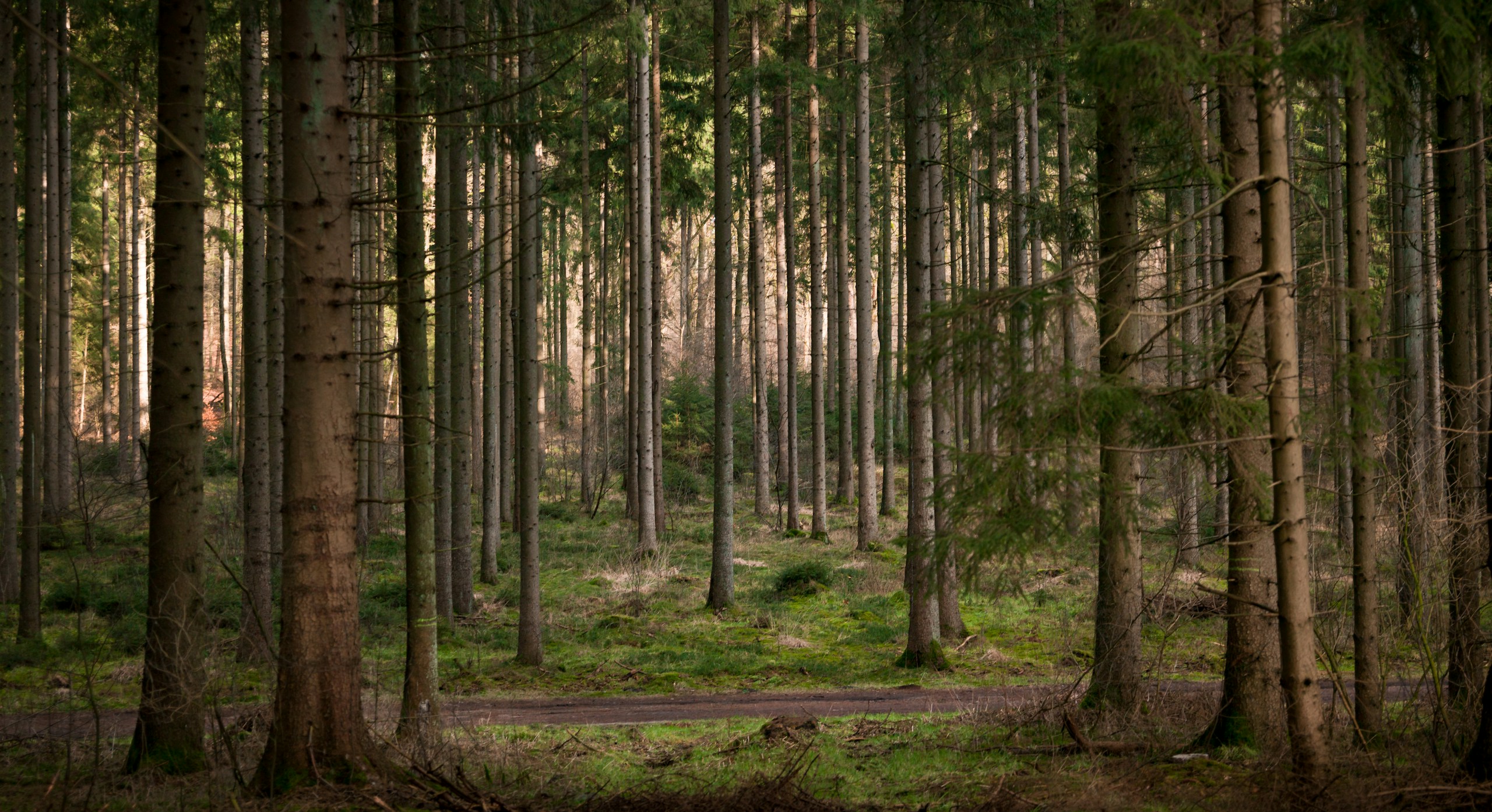 Tall Pine Trees in a Dense Green Forest HD Wallpaper