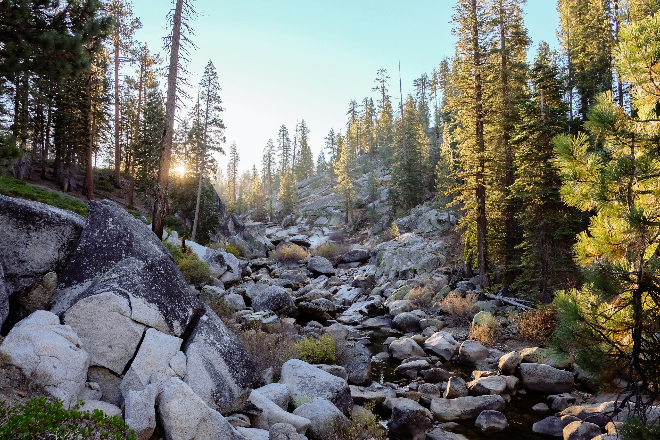 Rocky creek bed surrounded by pine forest HD Wallpaper