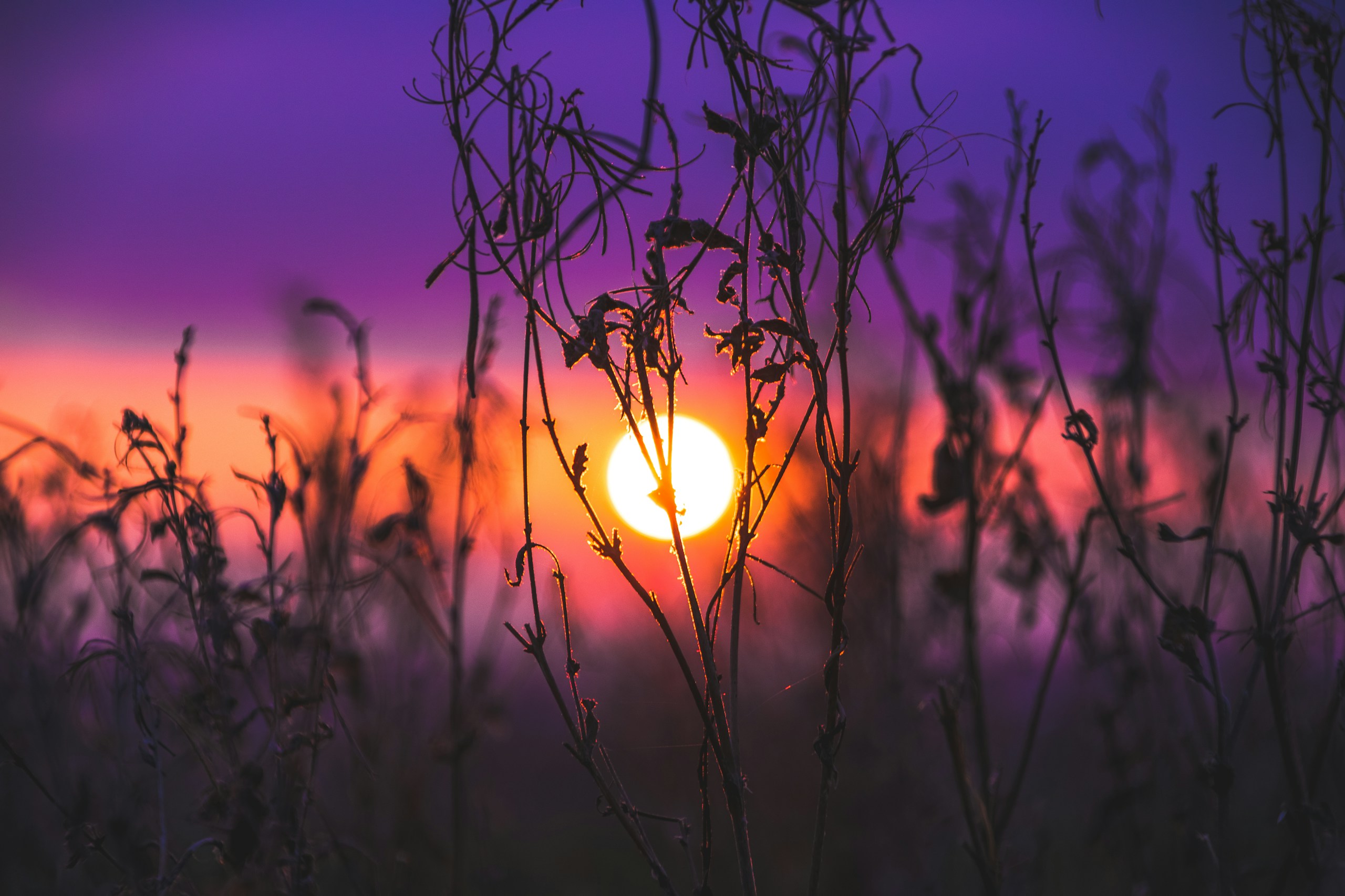 Sun setting behind silhouetted wild plants HD Wallpaper