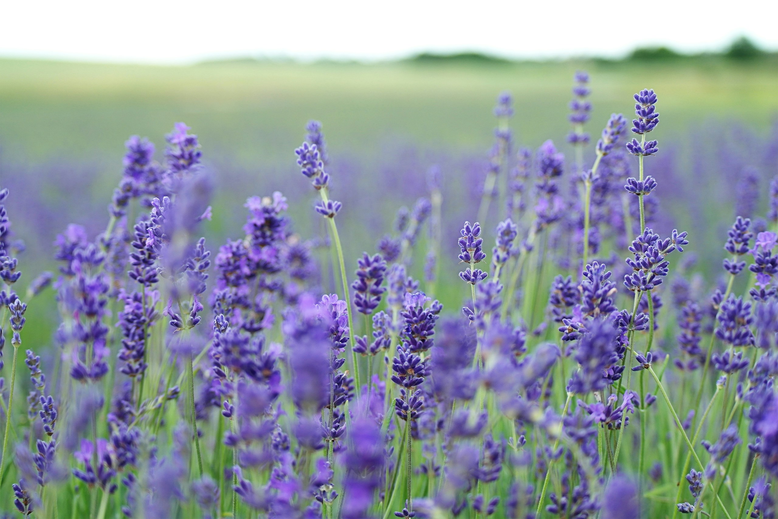 Close-up of Purple Lavender Flowers in a Field HD Wallpaper